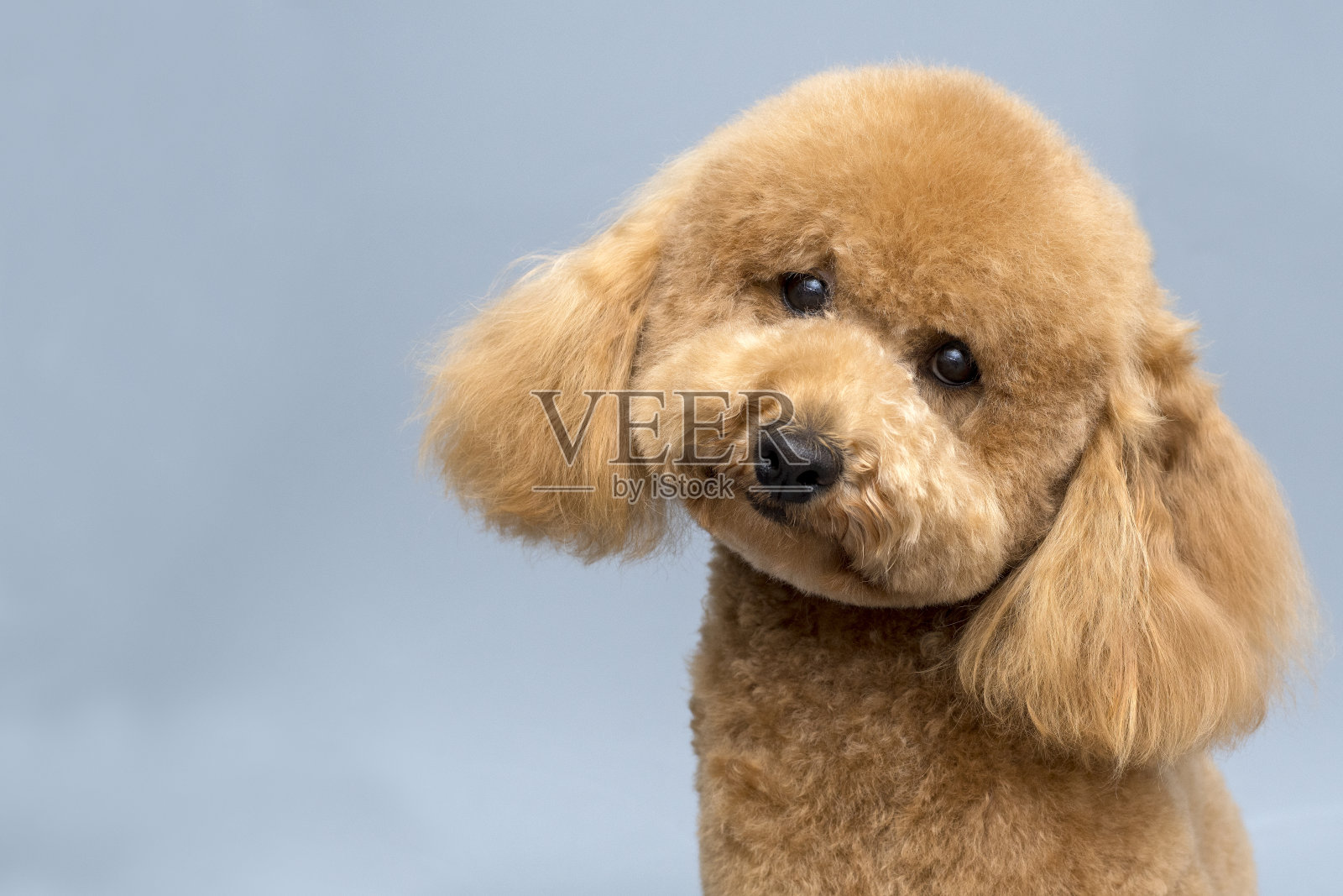 贵宾犬的狗照片摄影图片