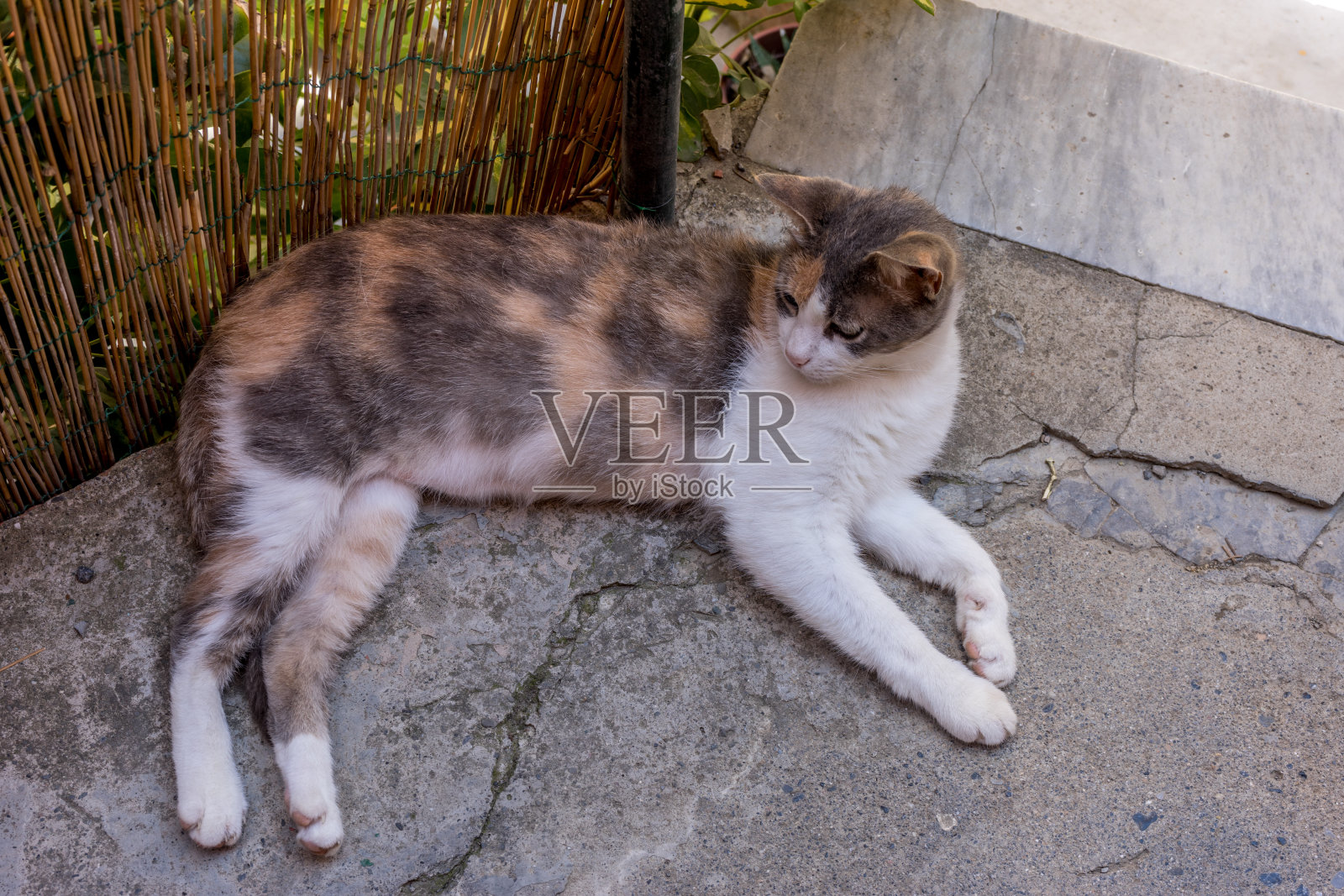 意大利，5,Terre, Vernazza，一只躺在地上的猫照片摄影图片