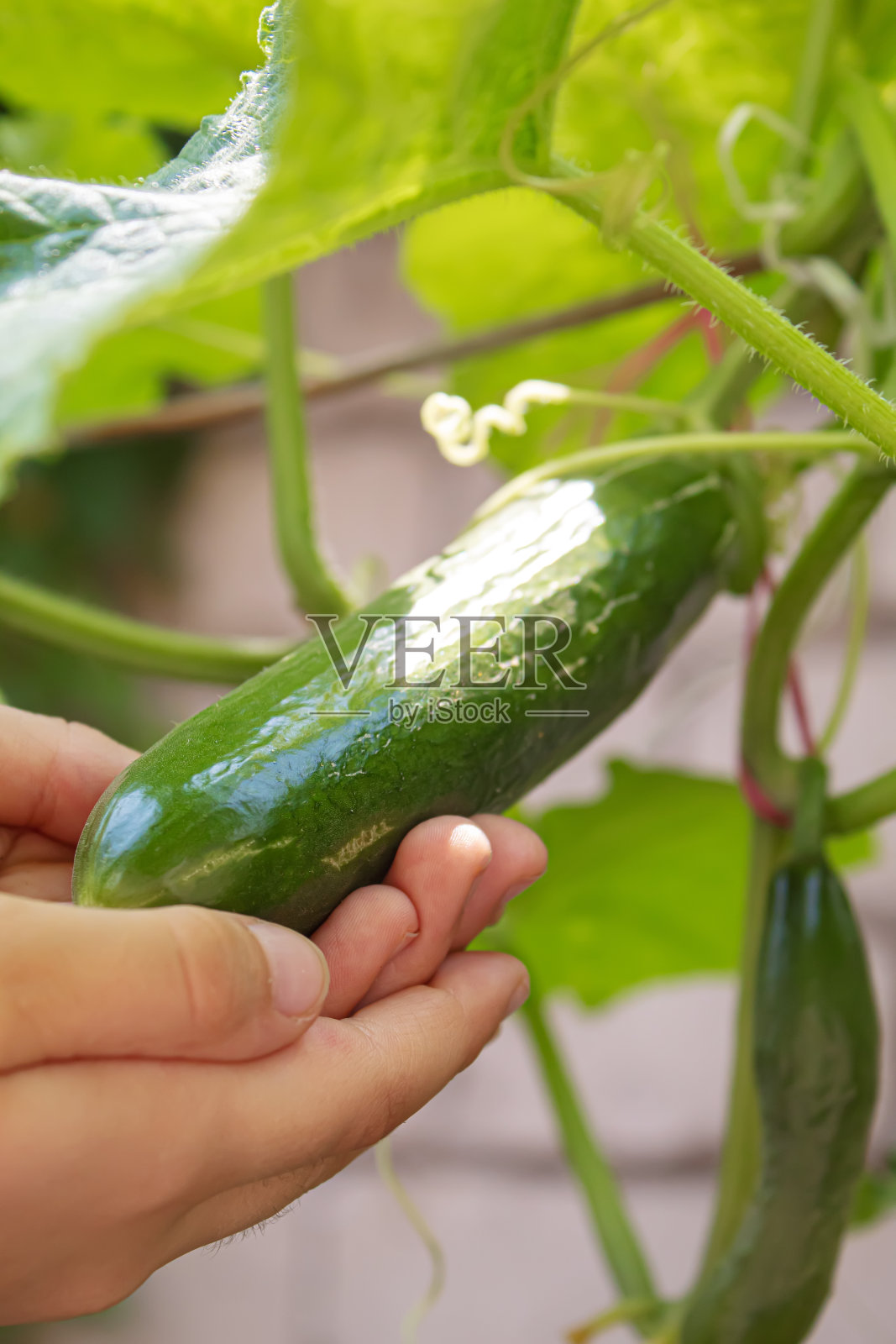 乡下温室里的藤蔓上长着黄瓜。有选择性的重点照片摄影图片