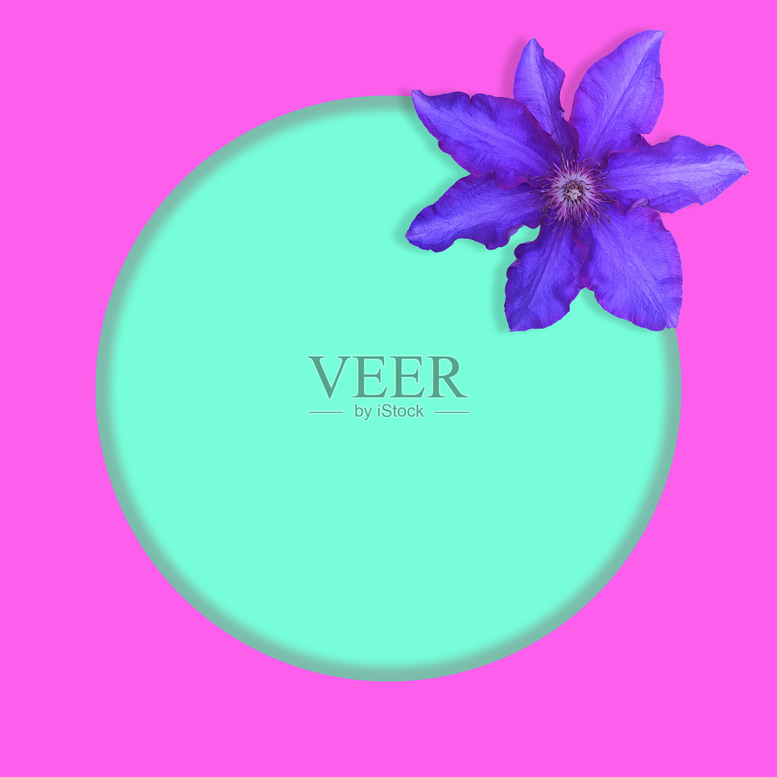 紫色的铁线莲花在粉红色的背景上有一个绿松石色的圆圈。概念背景、节日、艺术。照片摄影图片