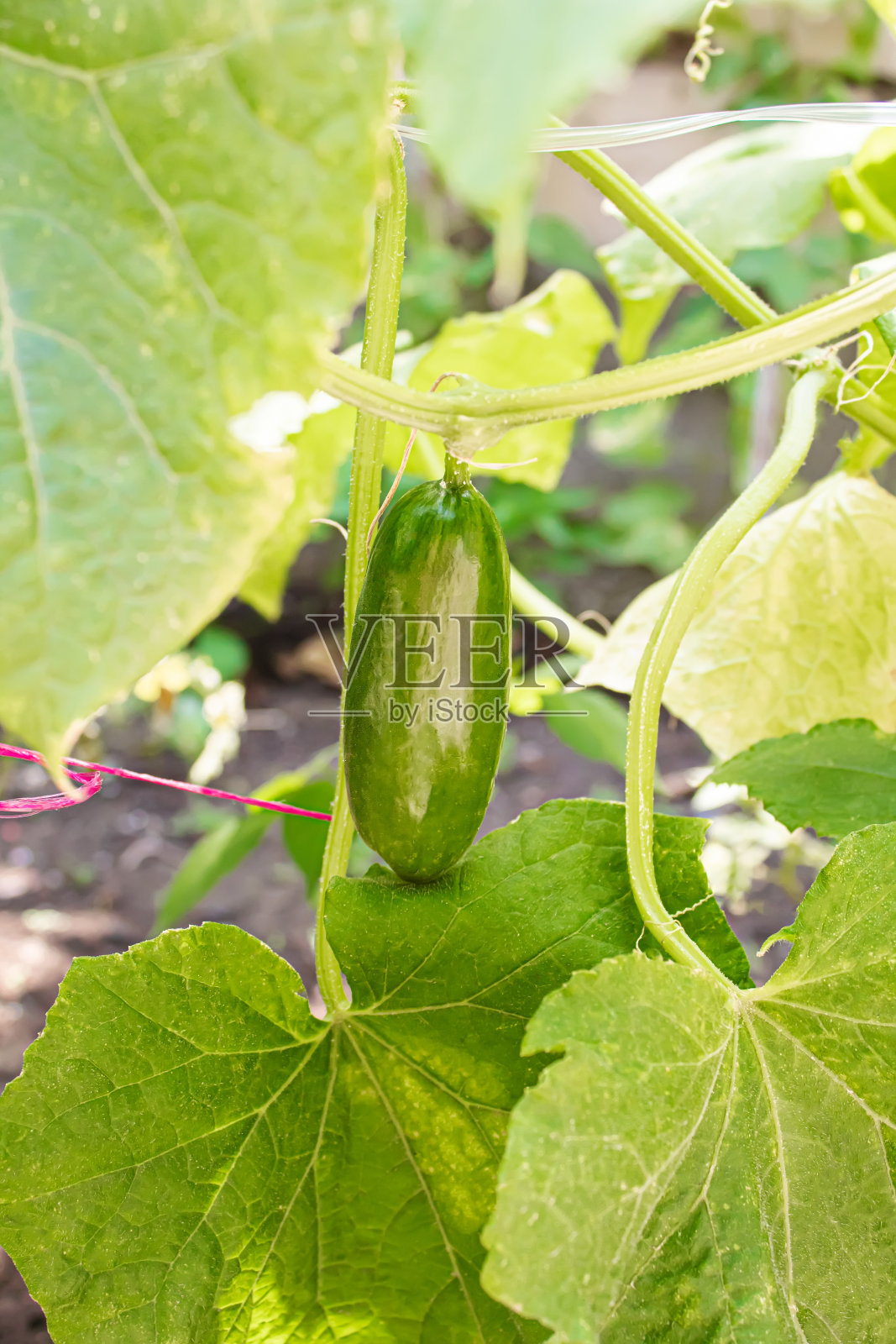 乡下温室里的藤蔓上长着黄瓜。有选择性的重点照片摄影图片