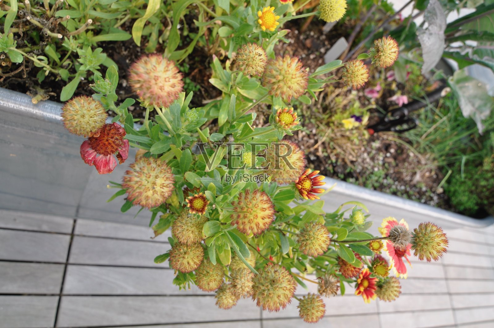 秋天灌木上的西红柿照片摄影图片