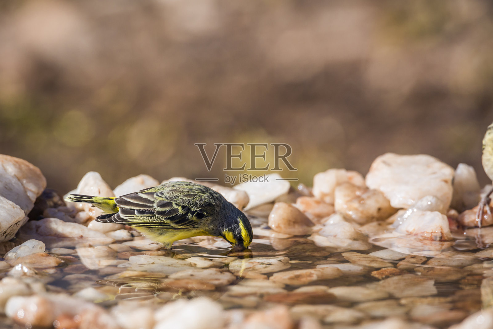 克鲁格国家公园的村庄织布鸟，南非照片摄影图片