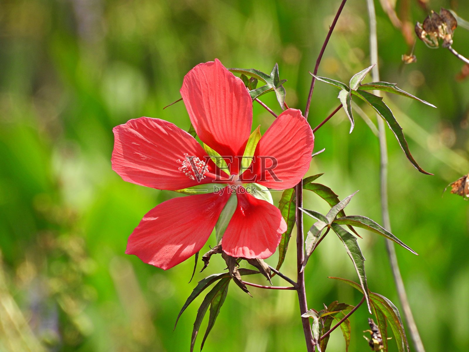 玫瑰锦葵木槿(hibiscusmoscheutos)的红花生长在佛罗里达湿地照片摄影图片