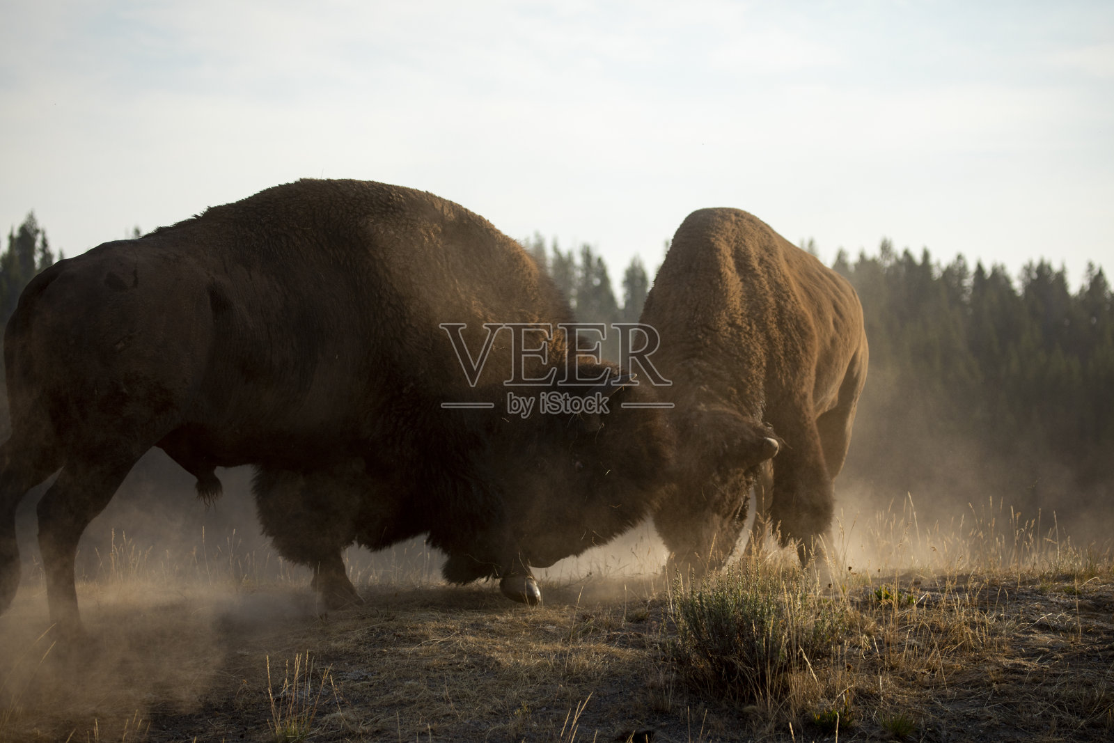 黄石国家公园的野牛照片摄影图片