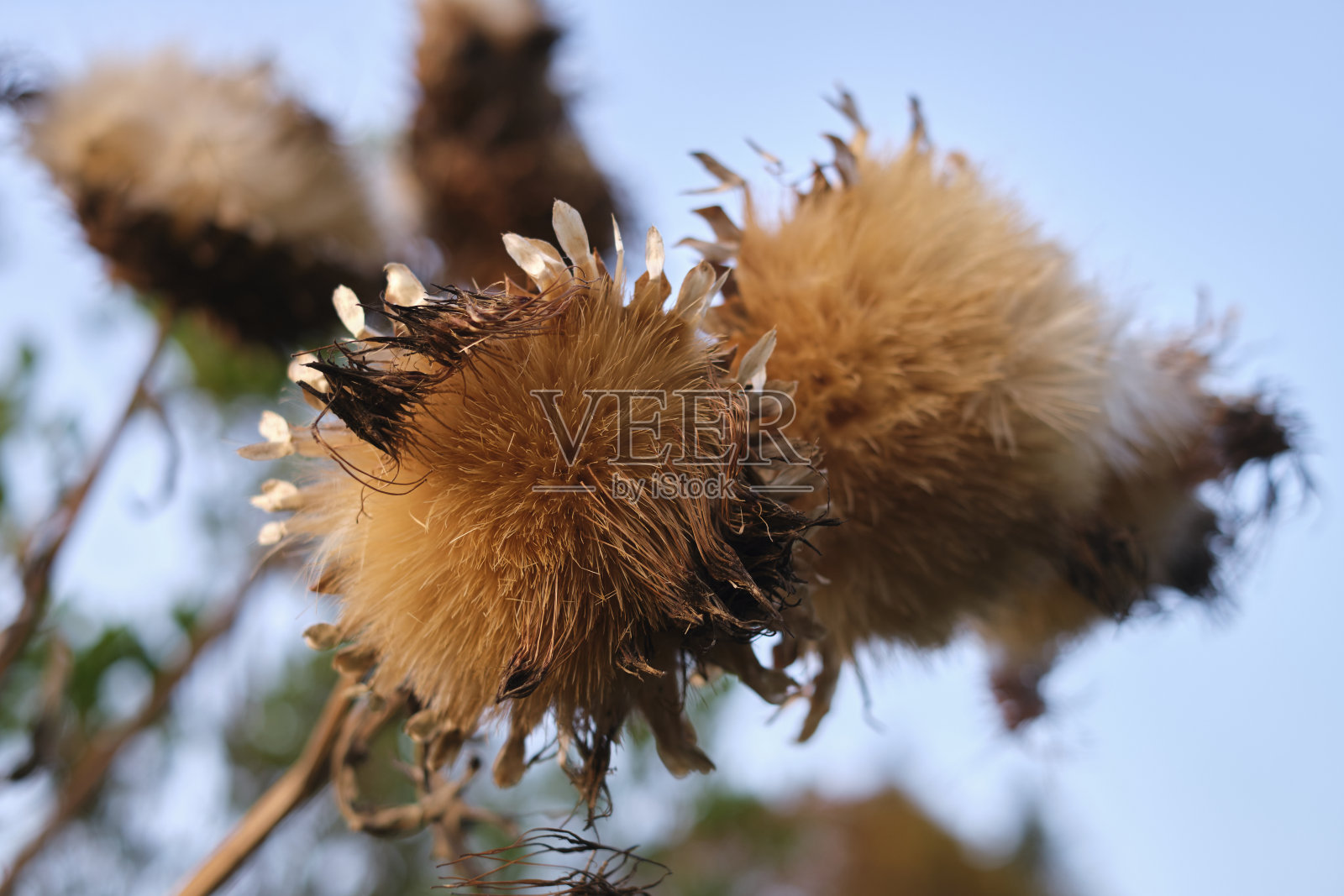 毛茸茸的毛茸茸的干蓟草植物的特写照片摄影图片