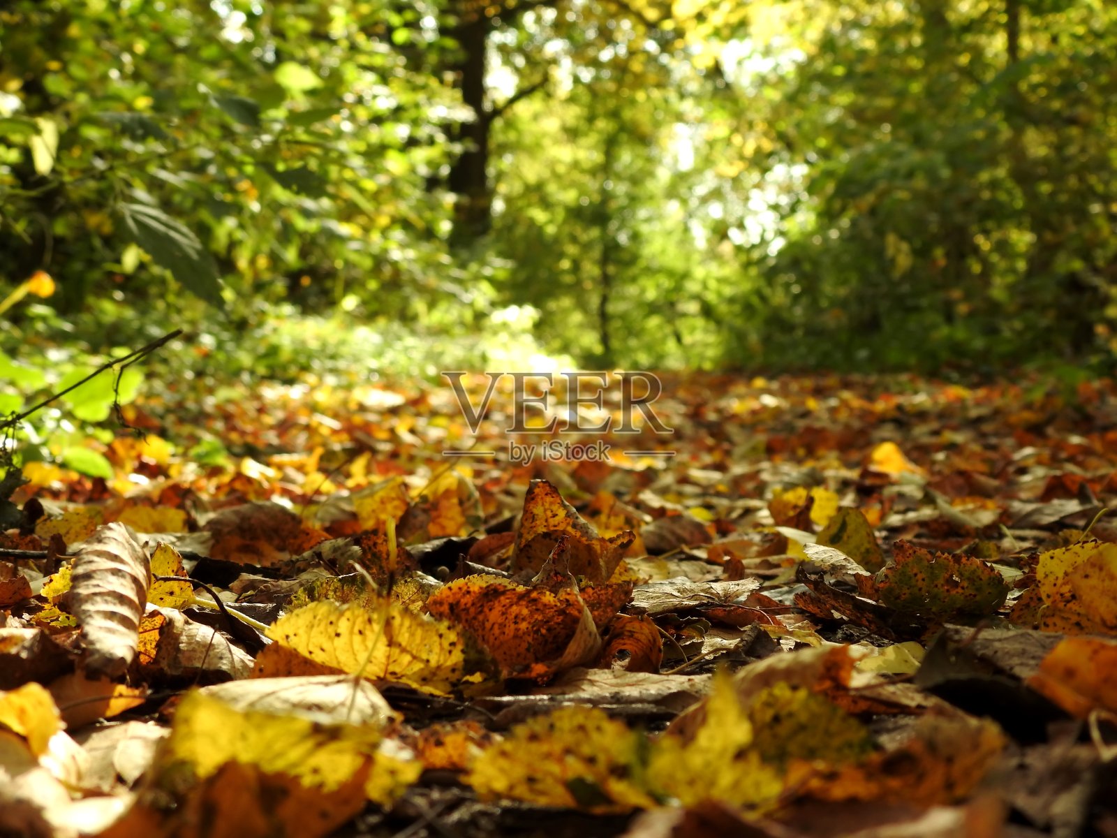 美丽的风景秋叶在自然界近距离照片摄影图片
