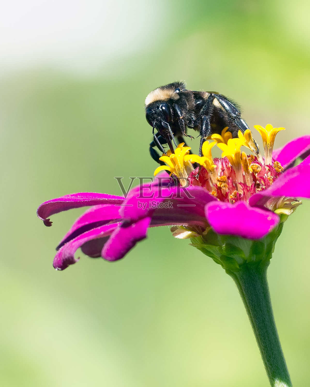 大黄蜂正在吃一朵粉红色的花照片摄影图片