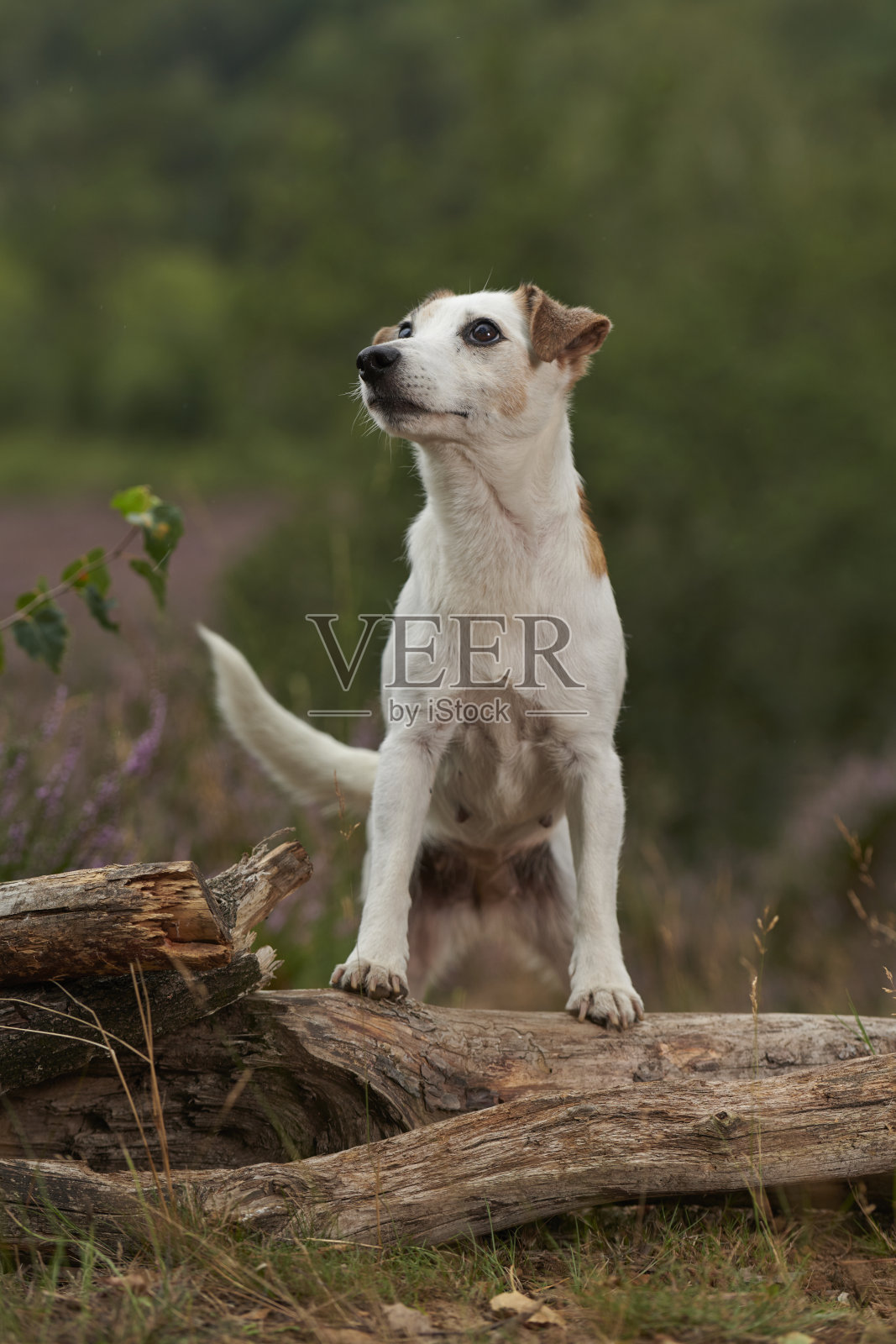 杰克罗素梗照片摄影图片