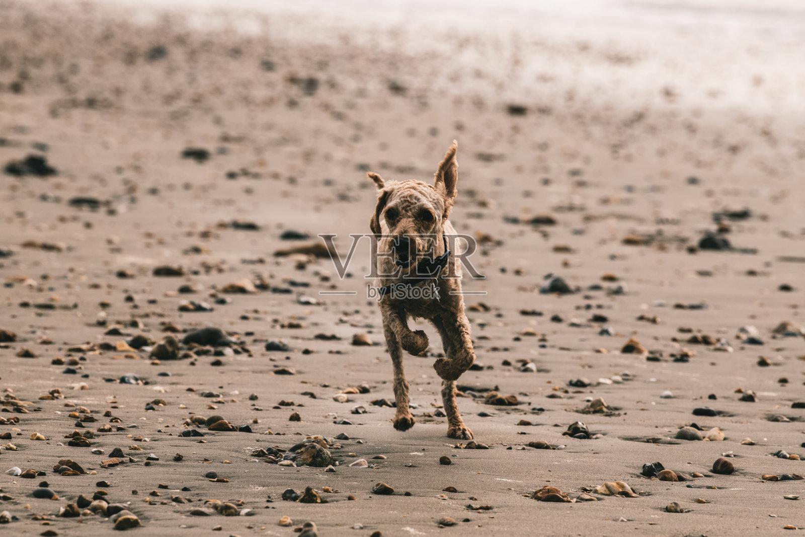 海滩上冲刺照片摄影图片