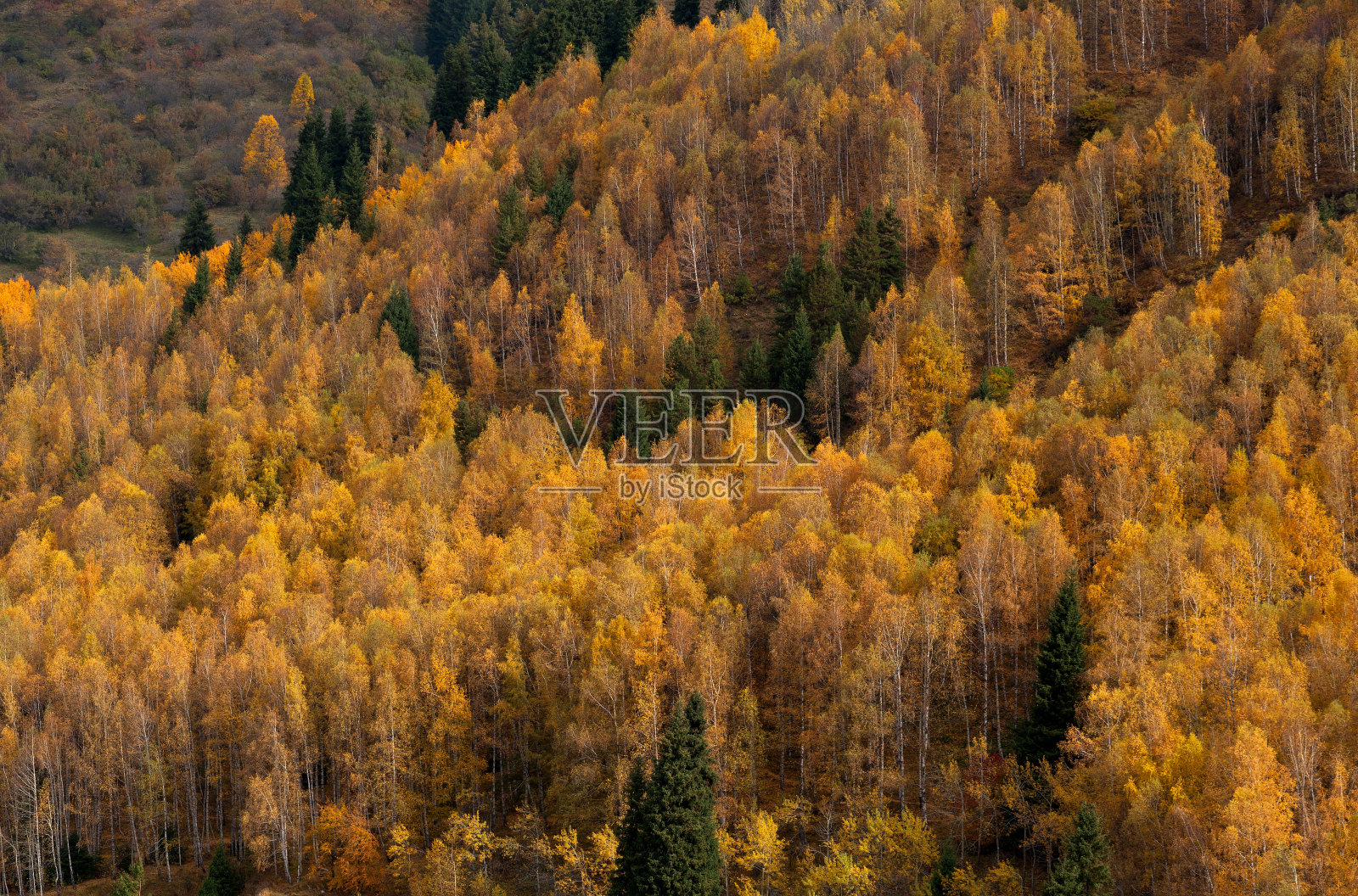 秋天的森林在山上照片摄影图片