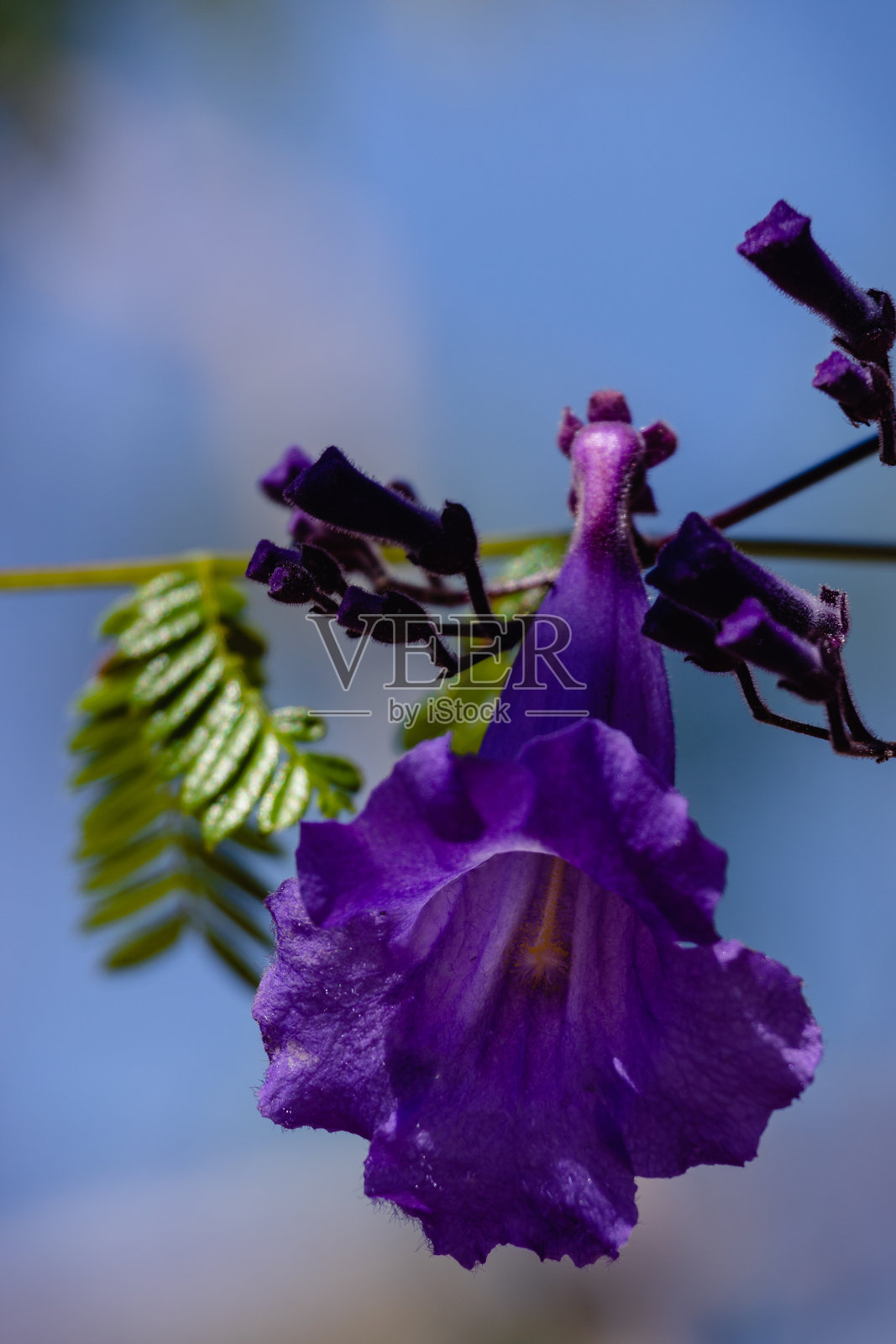 蓝色花朵的特写。蓝花楹mimosifolia开花。巴西的春天。照片摄影图片