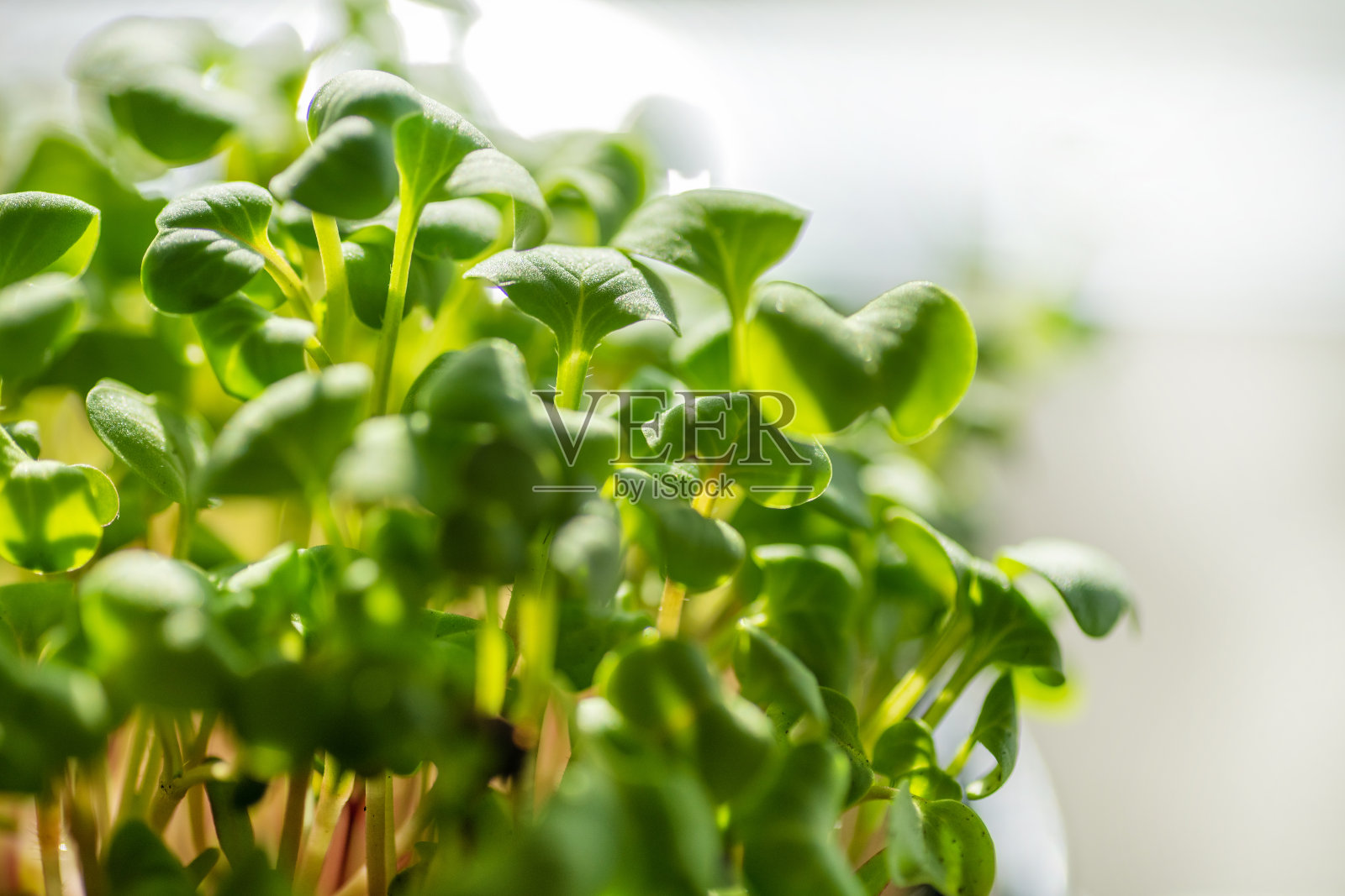 新鲜嫩叶微绿。Microgreen豆芽特写。照片摄影图片