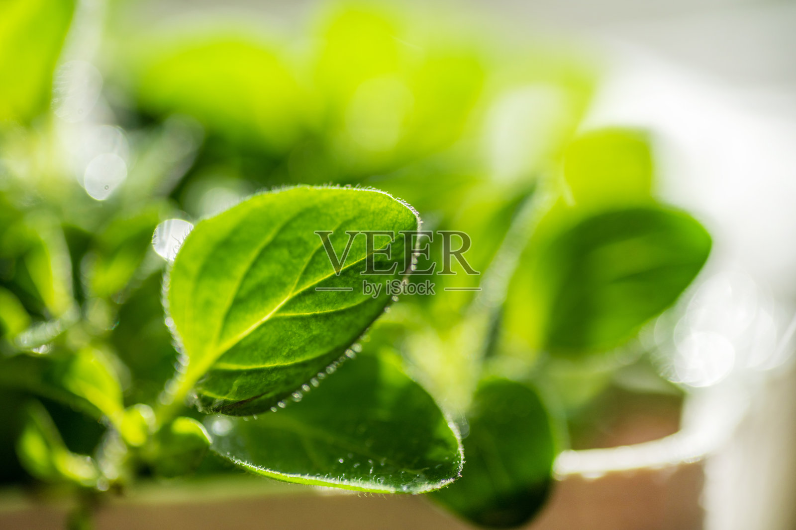 新鲜嫩叶微绿。Microgreen豆芽特写。照片摄影图片