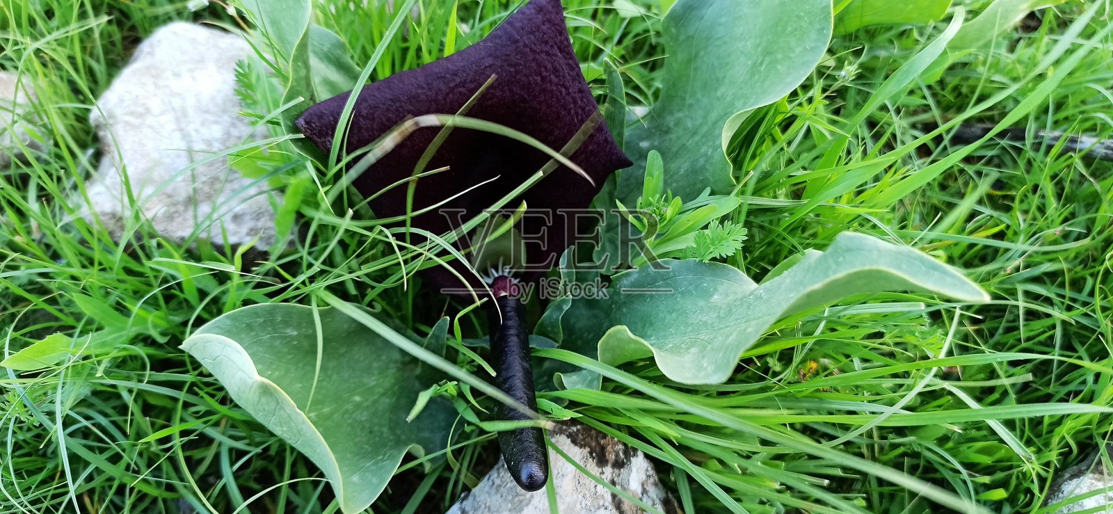 弗劳尔·肖特(Eminium rauwolffii)照片摄影图片