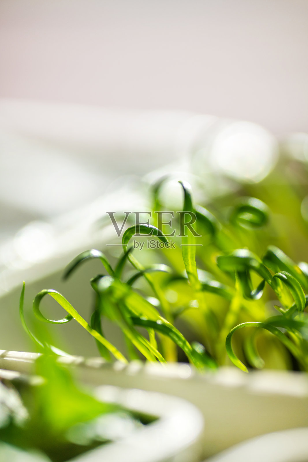 新鲜嫩叶微绿。Microgreen豆芽特写。照片摄影图片