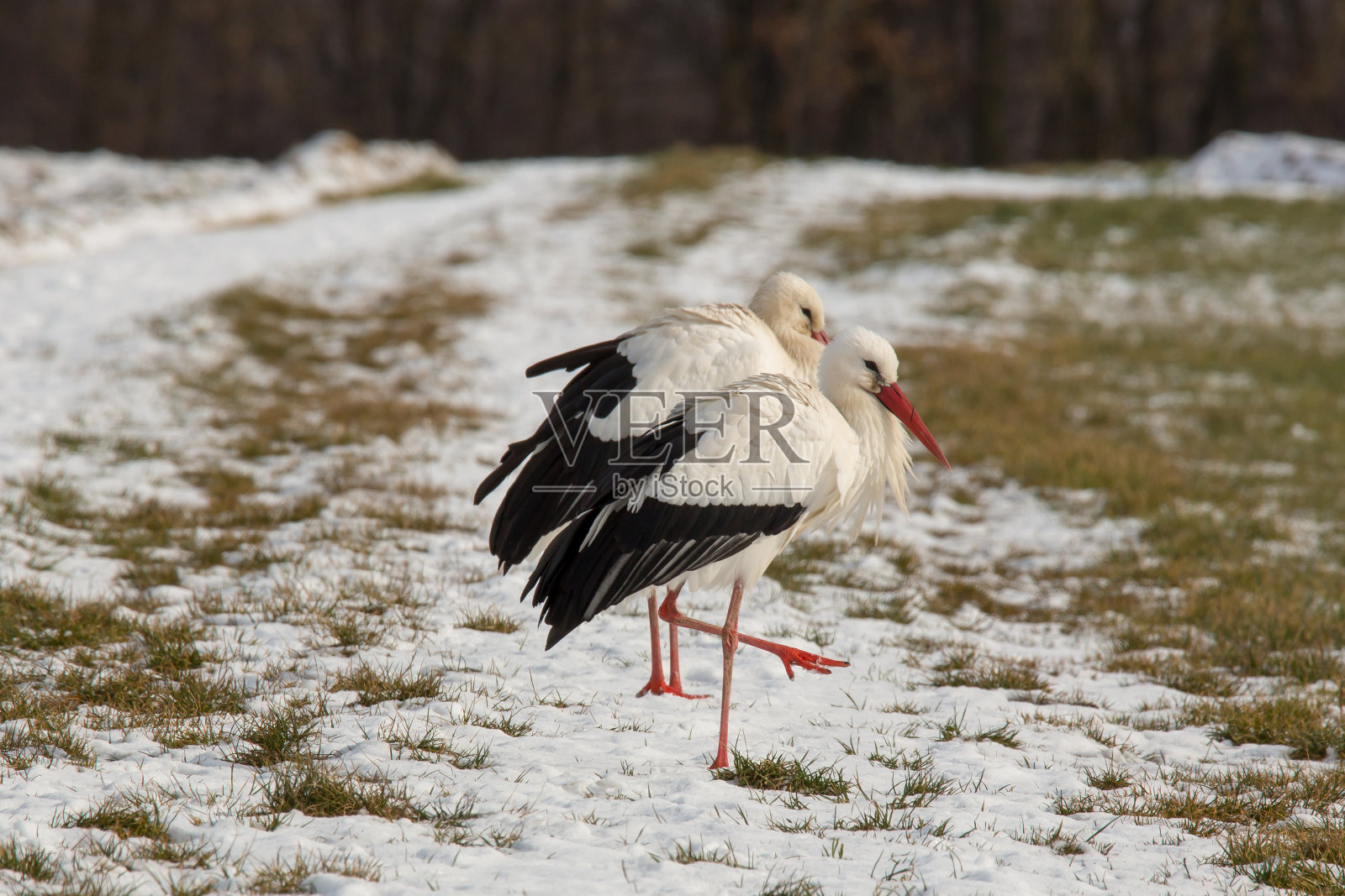 雪中的鹳照片摄影图片
