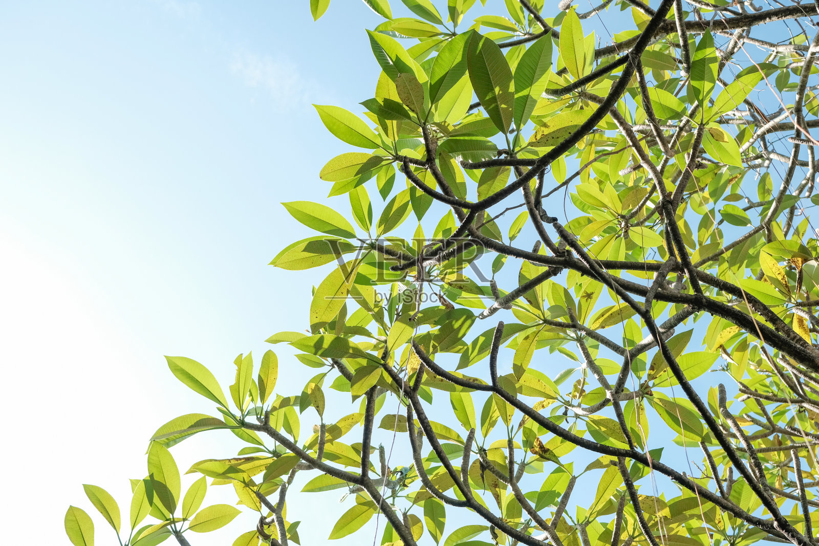 早晨天空背景下的绿叶照片摄影图片