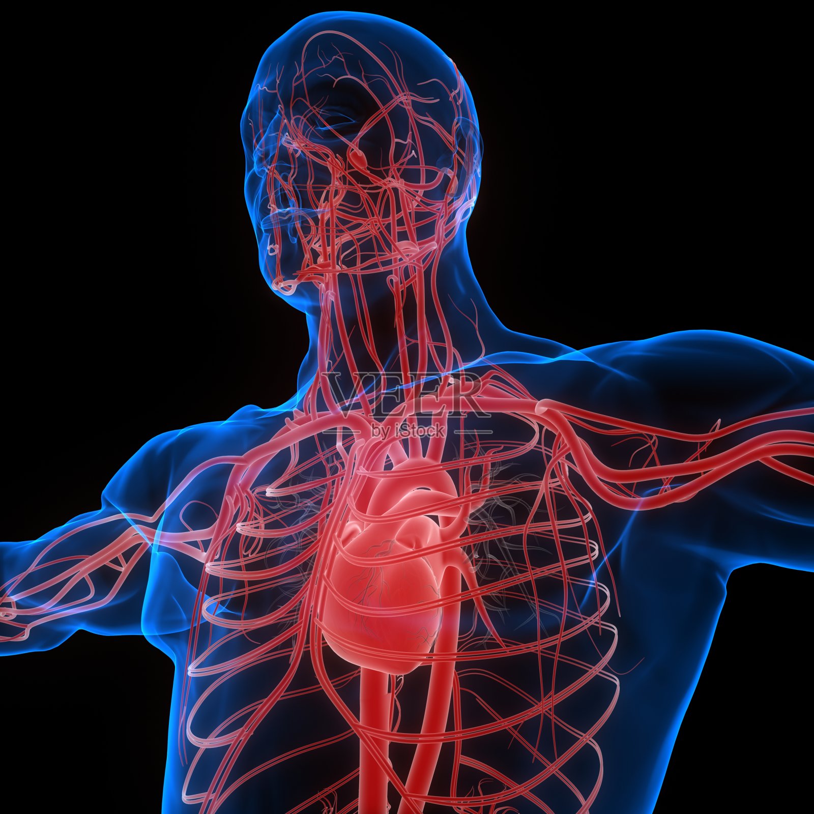 人体循环系统心脏解剖照片摄影图片