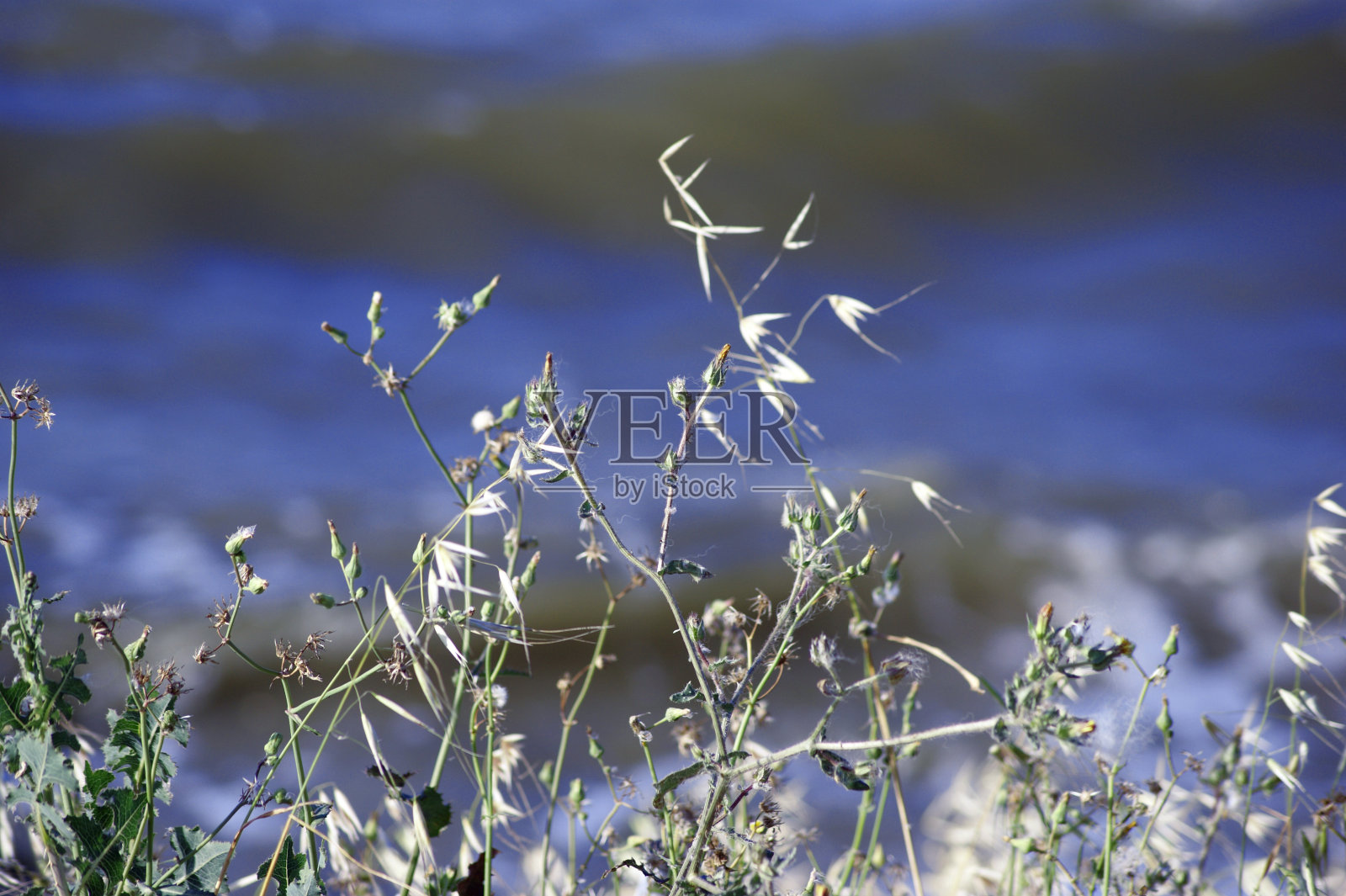 芦苇草背景照片摄影图片