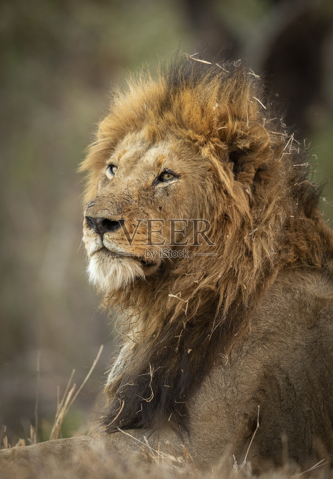 这是南非克鲁格公园一只雄狮的垂直肖像，它的鬃毛上覆盖着干草，看起来很警觉照片摄影图片