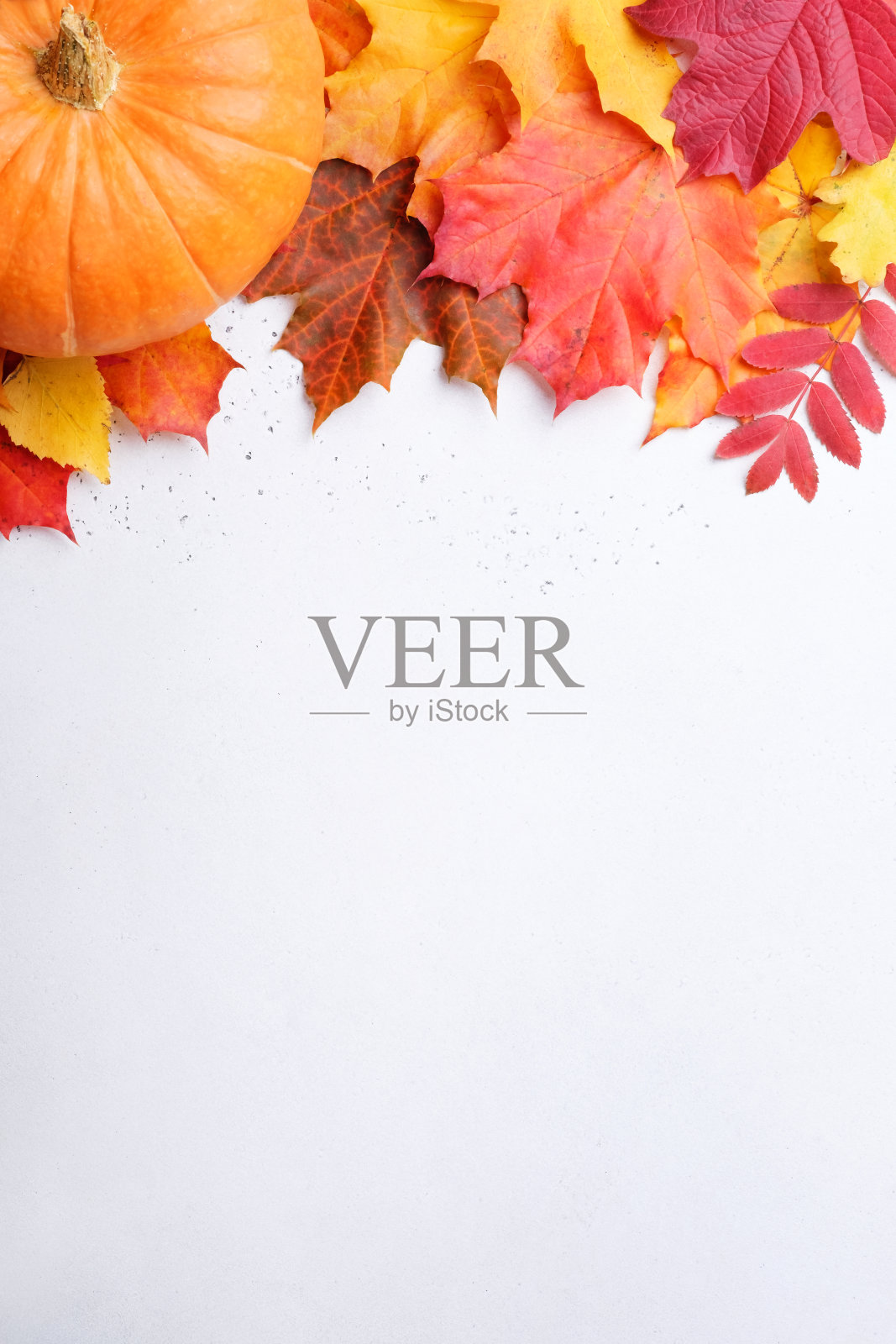 秋天的背景与彩色的叶子和南瓜在白色的混凝土背景。照片摄影图片