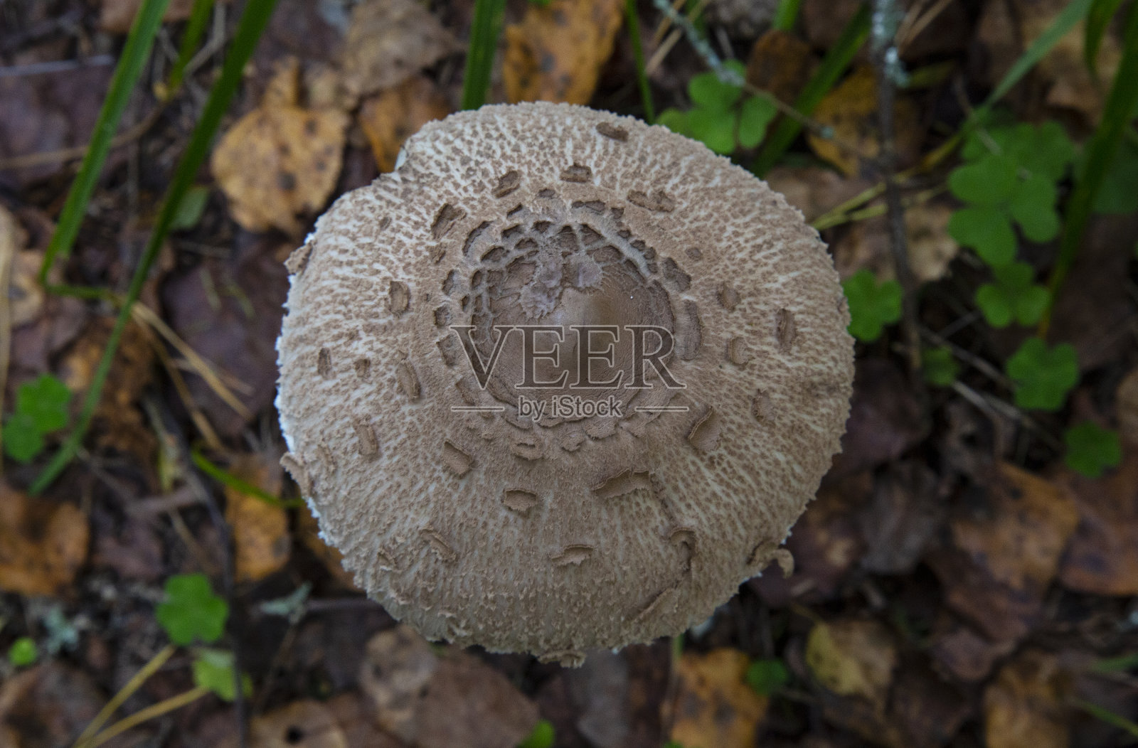 阳伞果体可切片、炸糊食用照片摄影图片