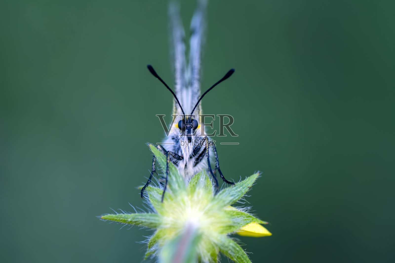 微距镜头，美丽的蝴蝶照片摄影图片