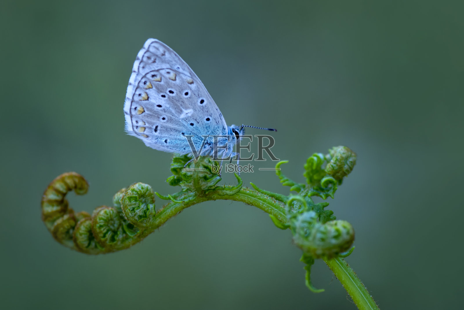 微距镜头，美丽的蝴蝶照片摄影图片