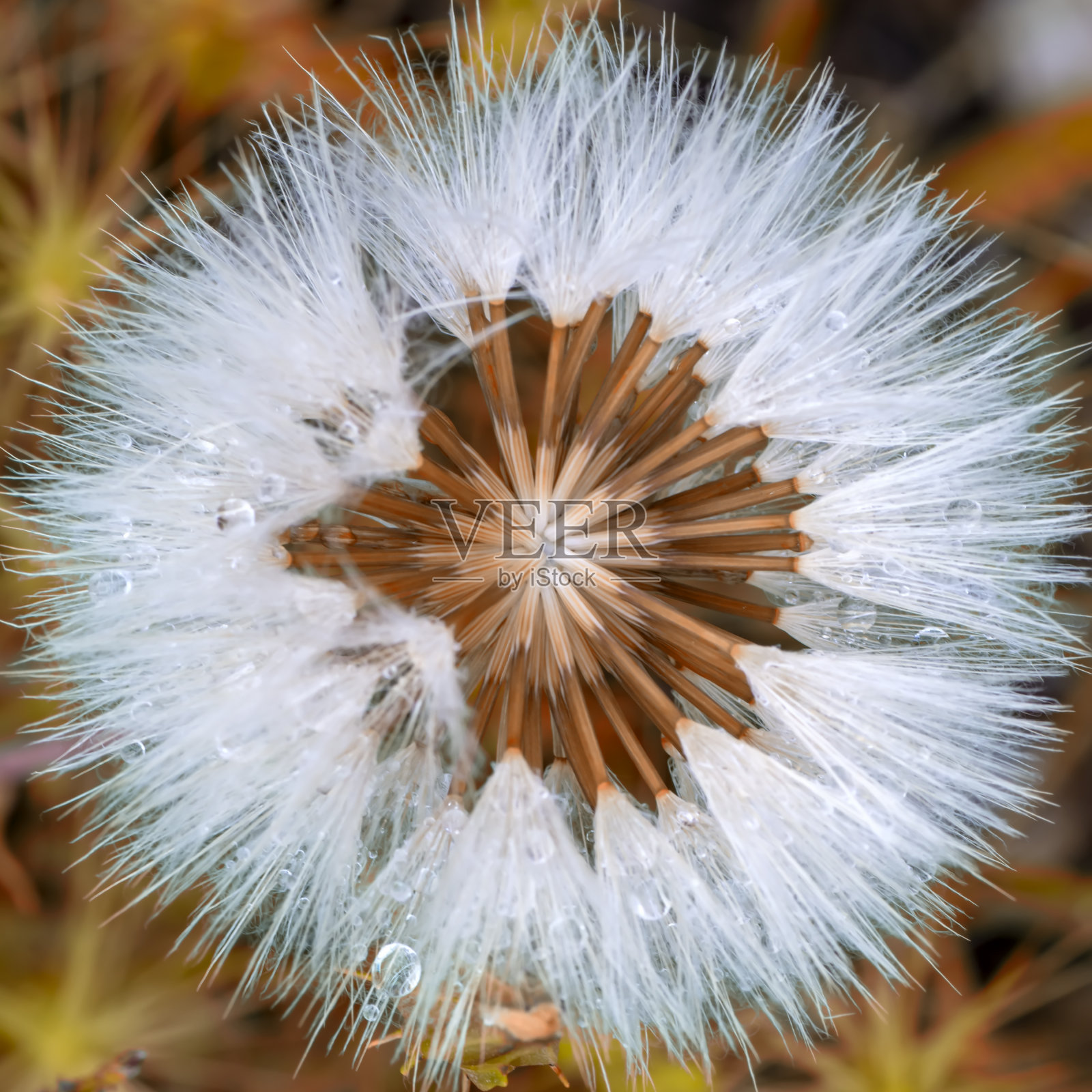 蒲公英的种子近距离吹在绿色的背景照片摄影图片