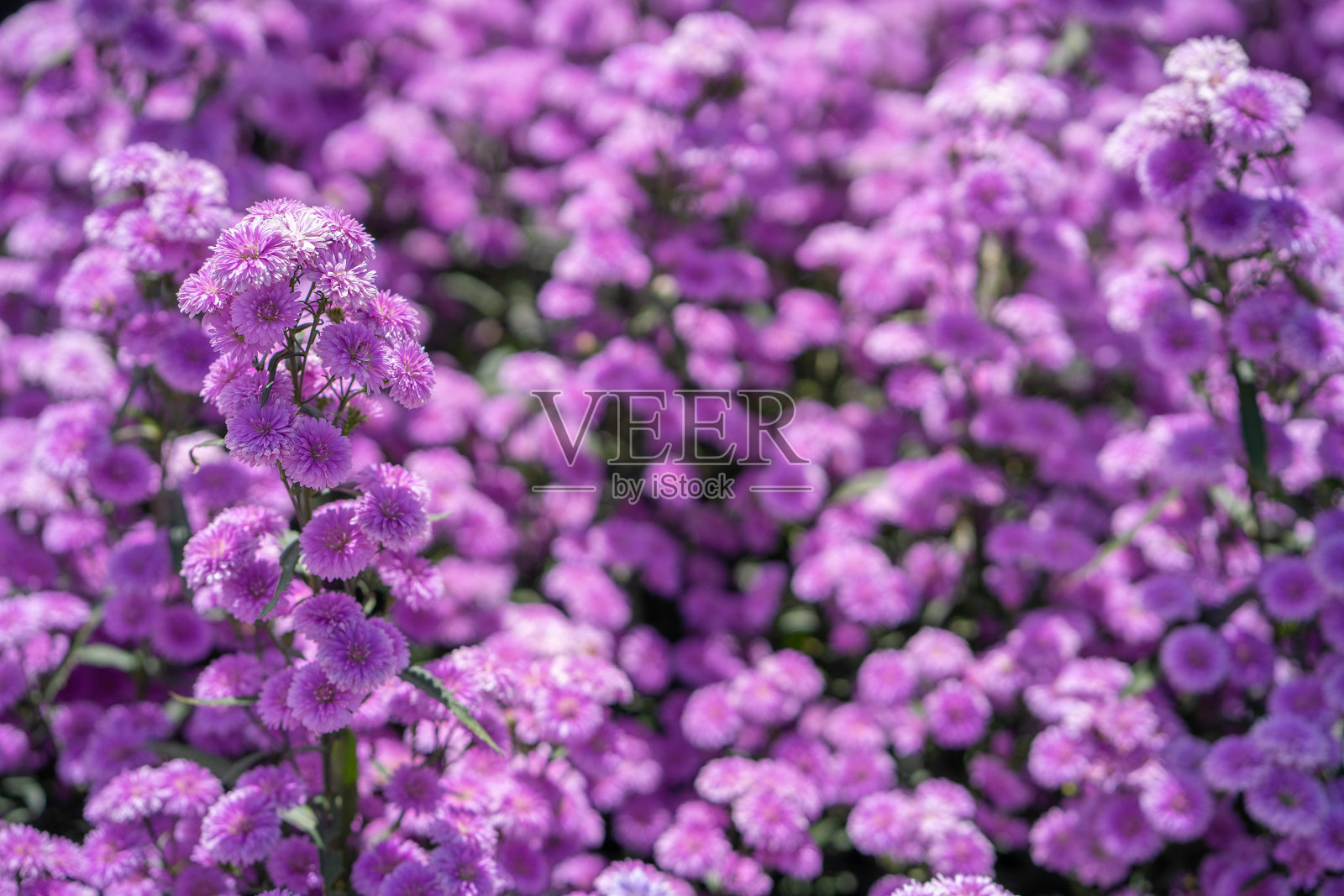 美丽的粉红色和紫色的玛格丽特花园。夏天的背景。照片摄影图片