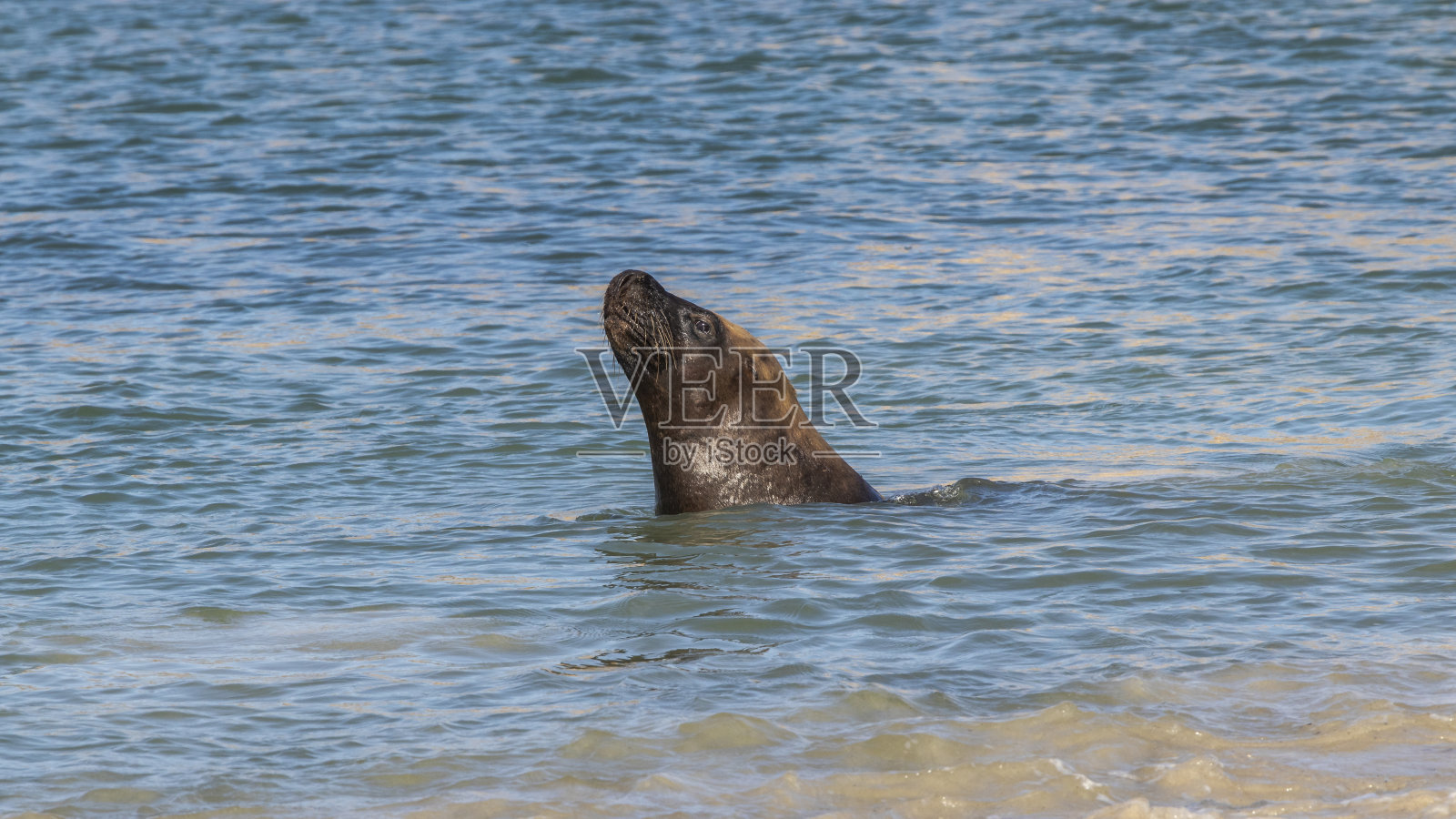 一头巨大的雄性海狮正从水中看着照片摄影图片
