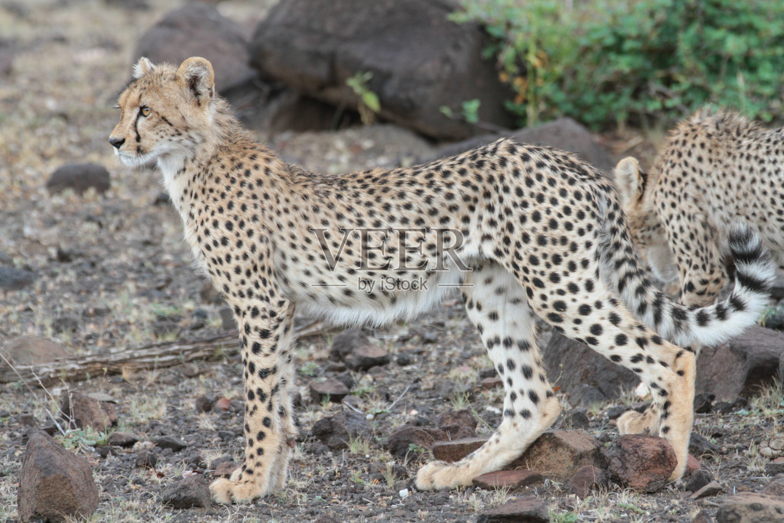 猎豹，北部图里地区，博茨瓦纳照片摄影图片