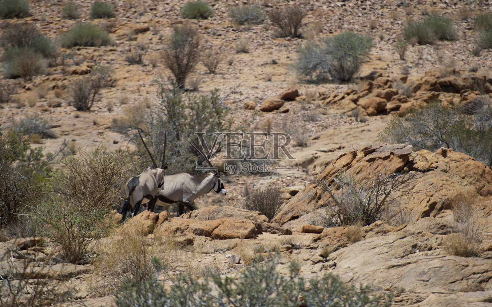 非洲大草原上的大羚羊照片摄影图片