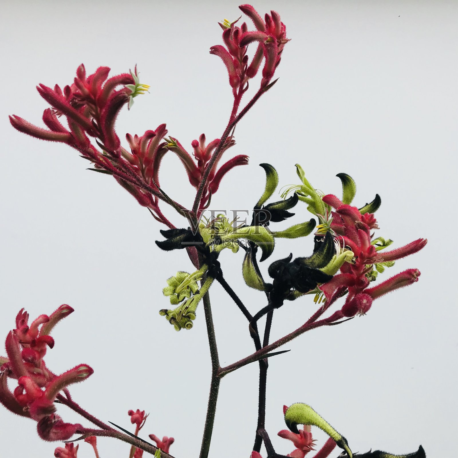 袋鼠爪照片摄影图片