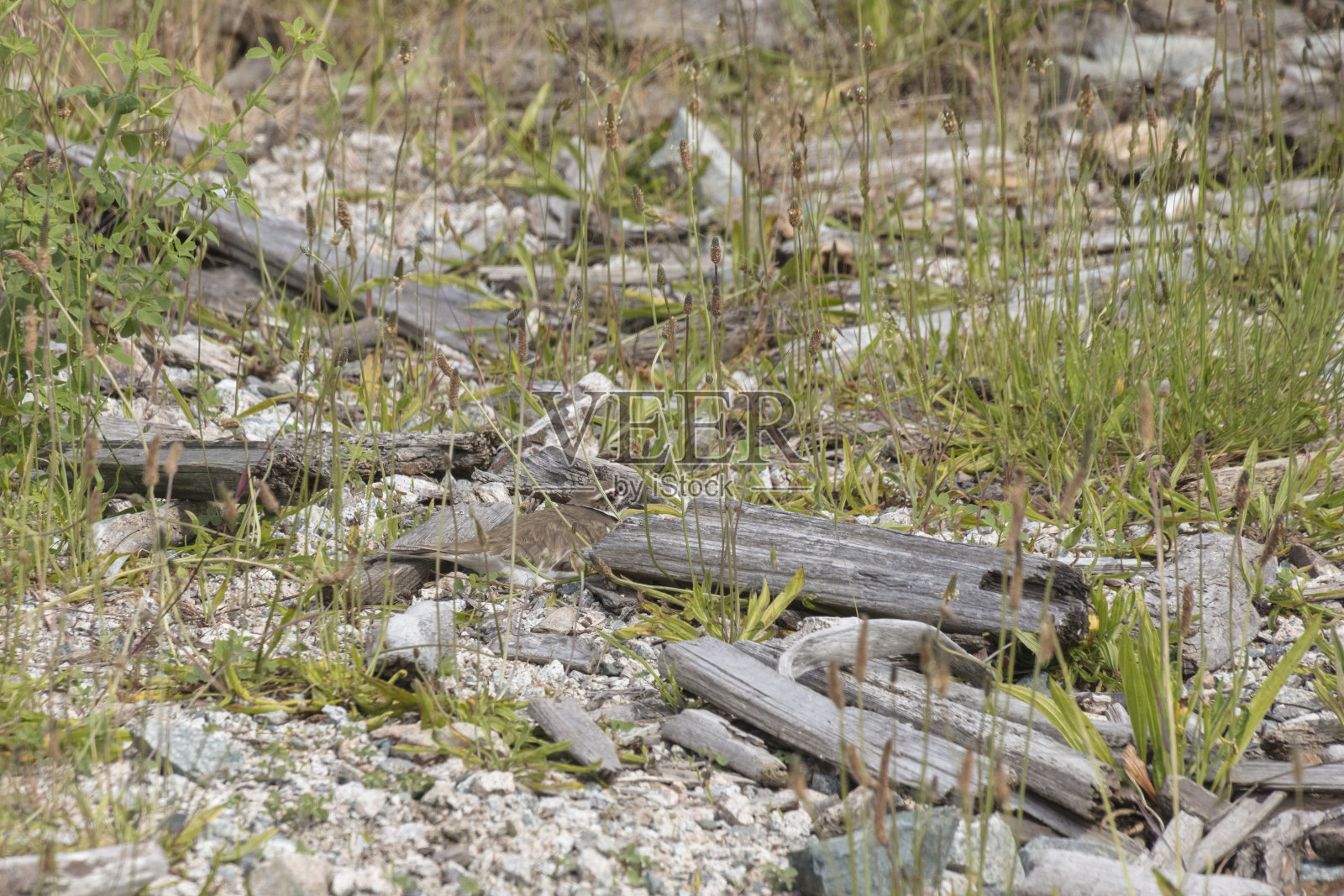 Killdeer鸟巢照片摄影图片