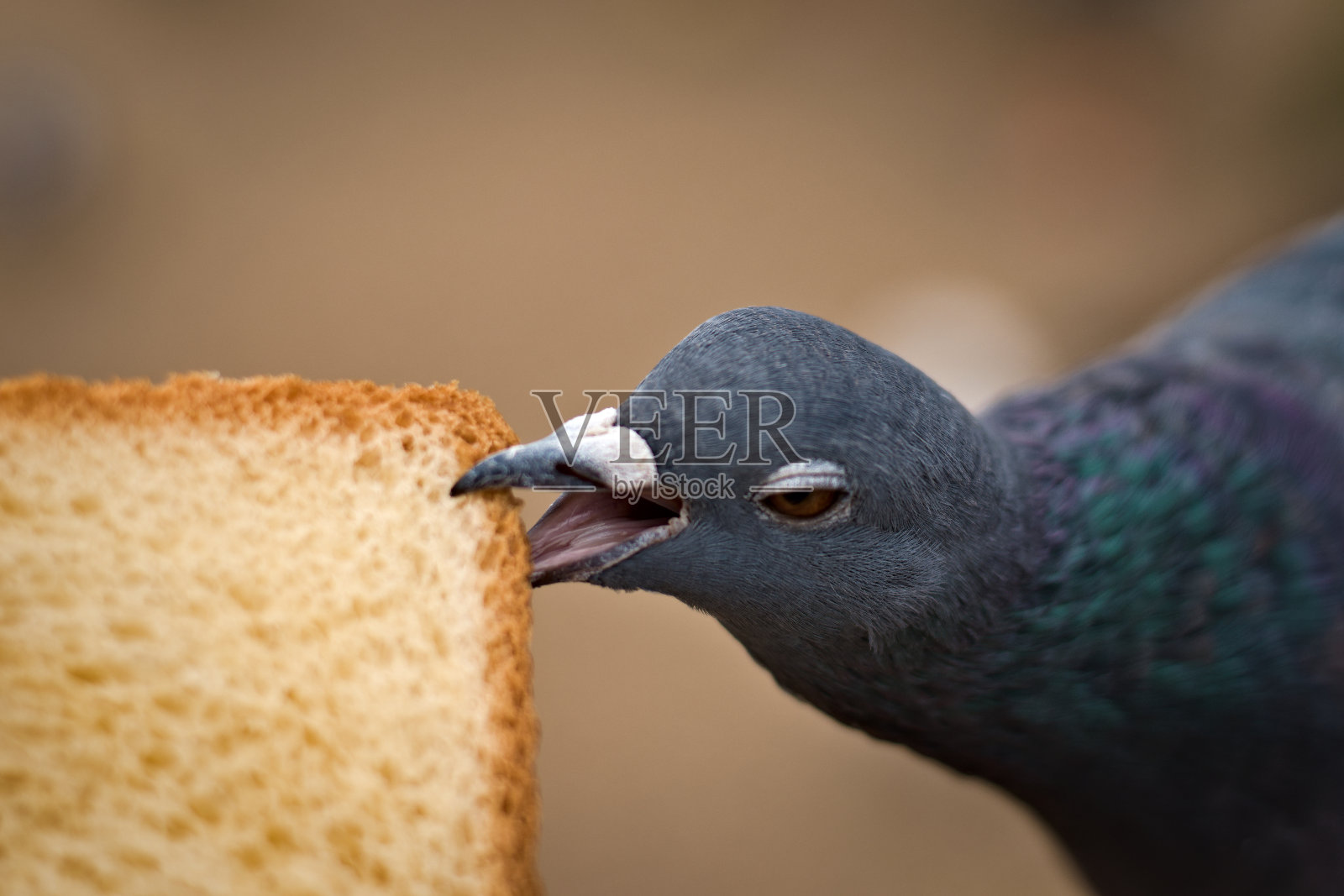 吃面包的野生黑普通木鸽(谷鸽)照片摄影图片