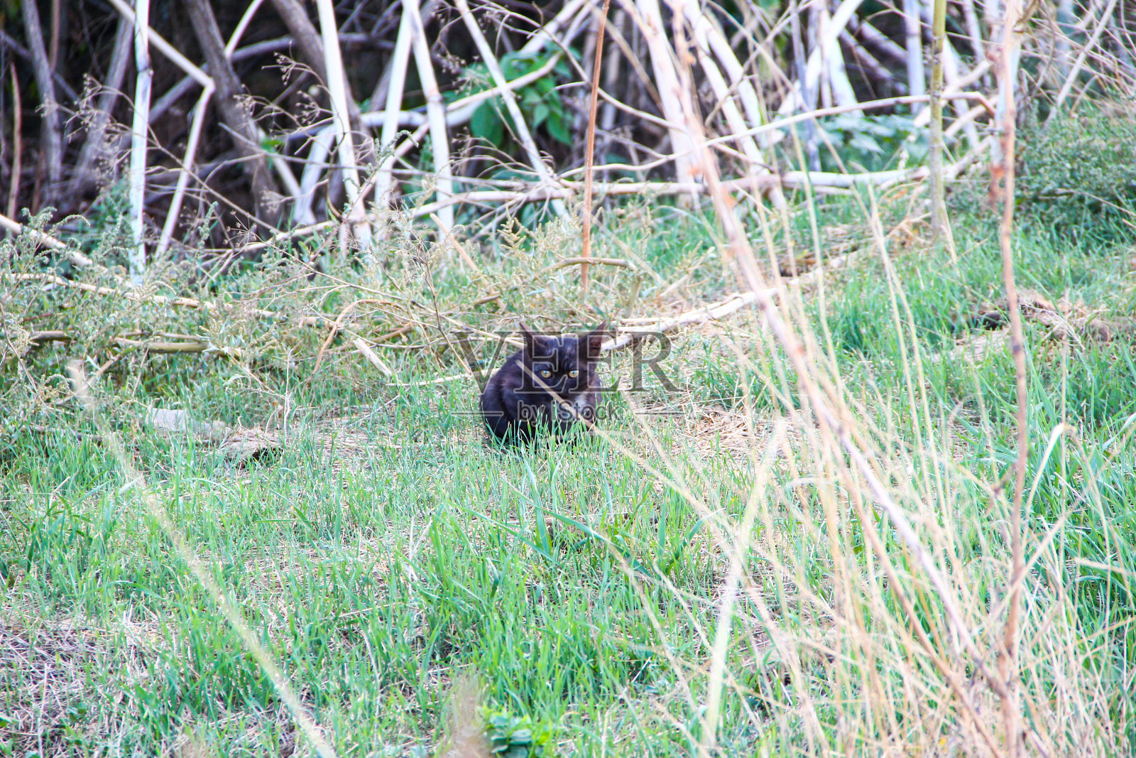 无家可归的小猫从灌木丛中向外张望照片摄影图片