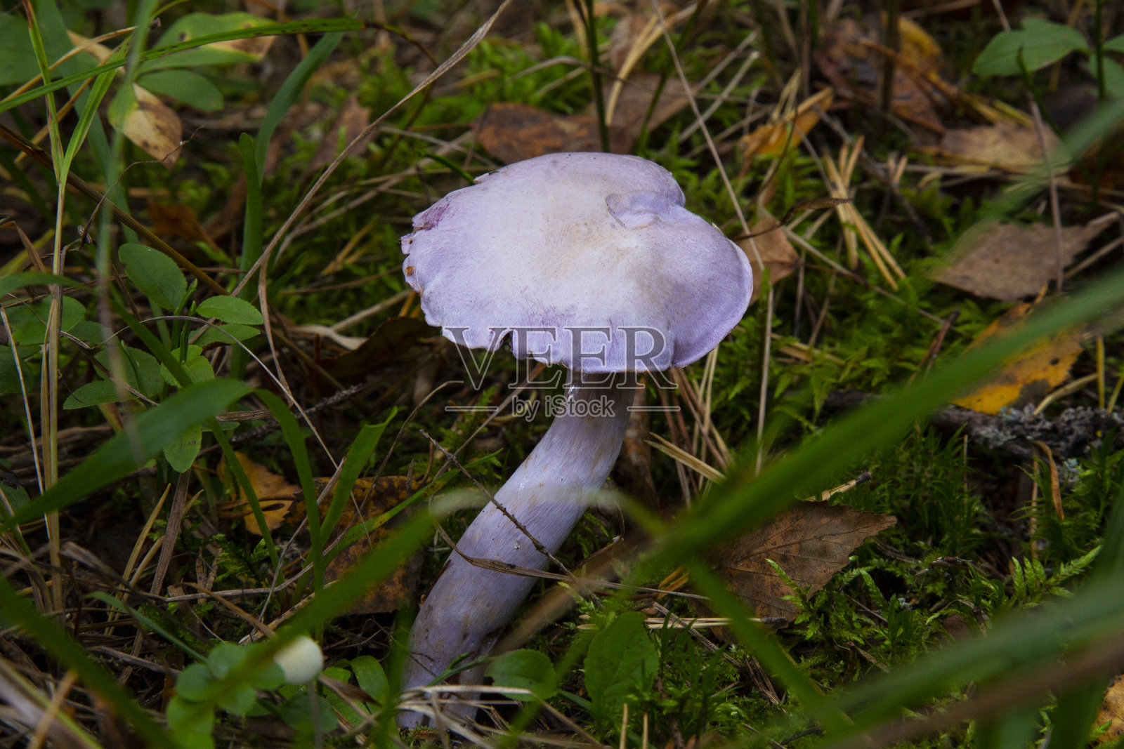 可食用的蘑菇，味道极佳，肉苁蓉。可食用的淡紫色蘑菇照片摄影图片