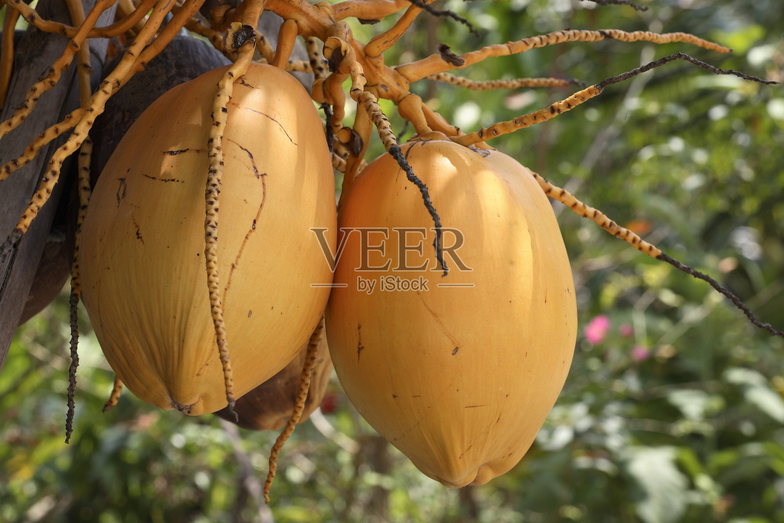 巴厘岛椰子树照片摄影图片