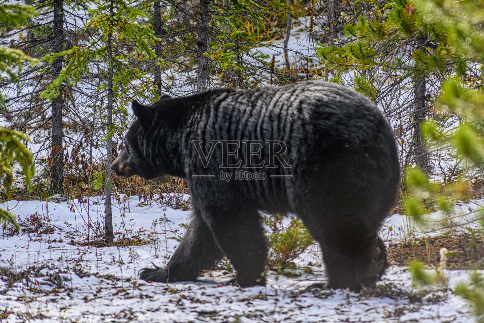 一只美国黑熊在森林里的雪地上照片摄影图片