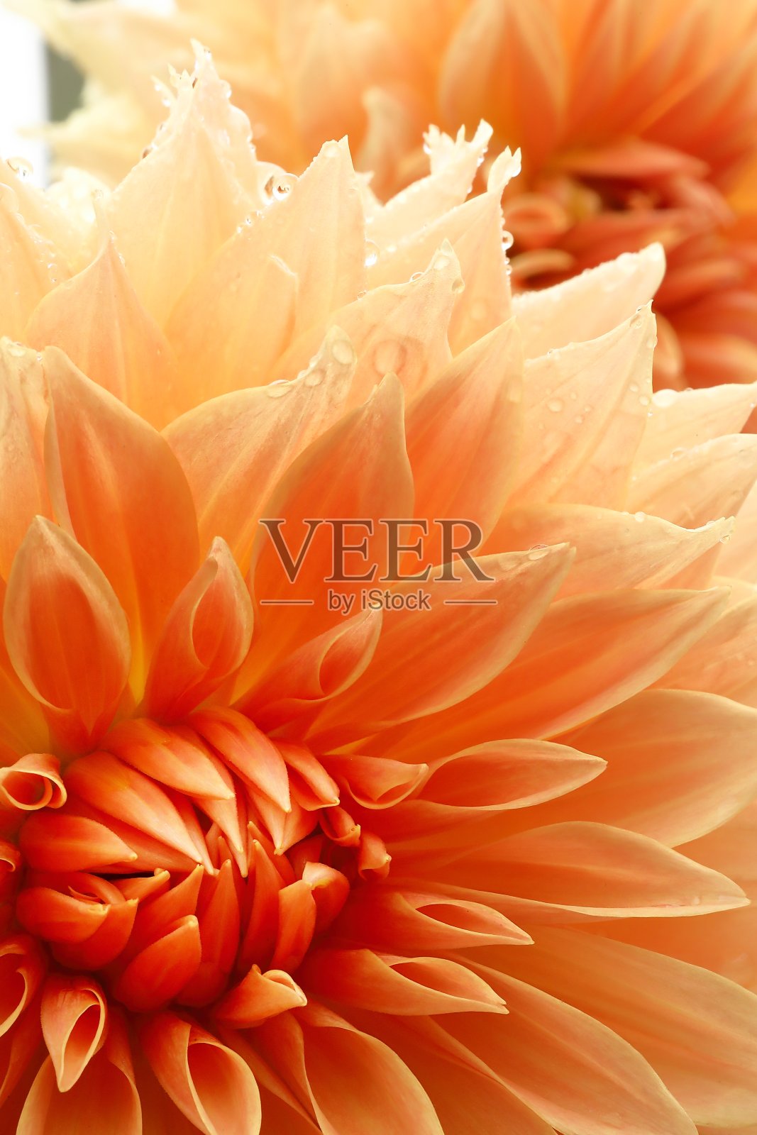 大丽在日本照片摄影图片