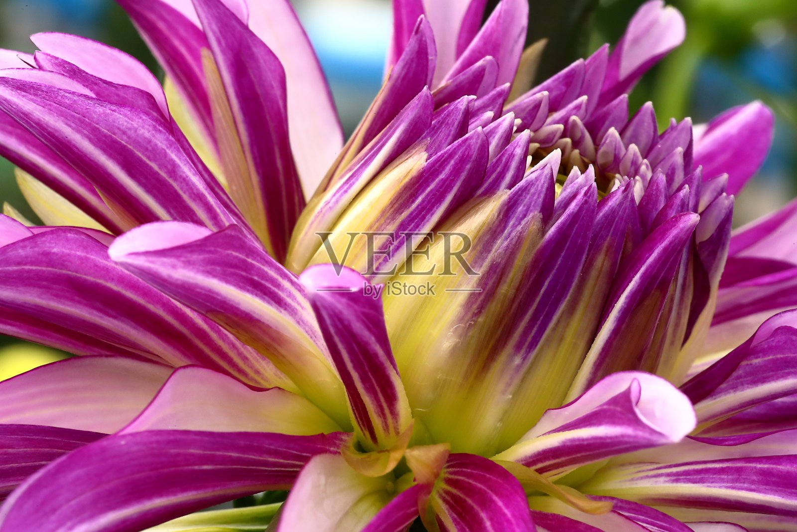 大丽在日本照片摄影图片