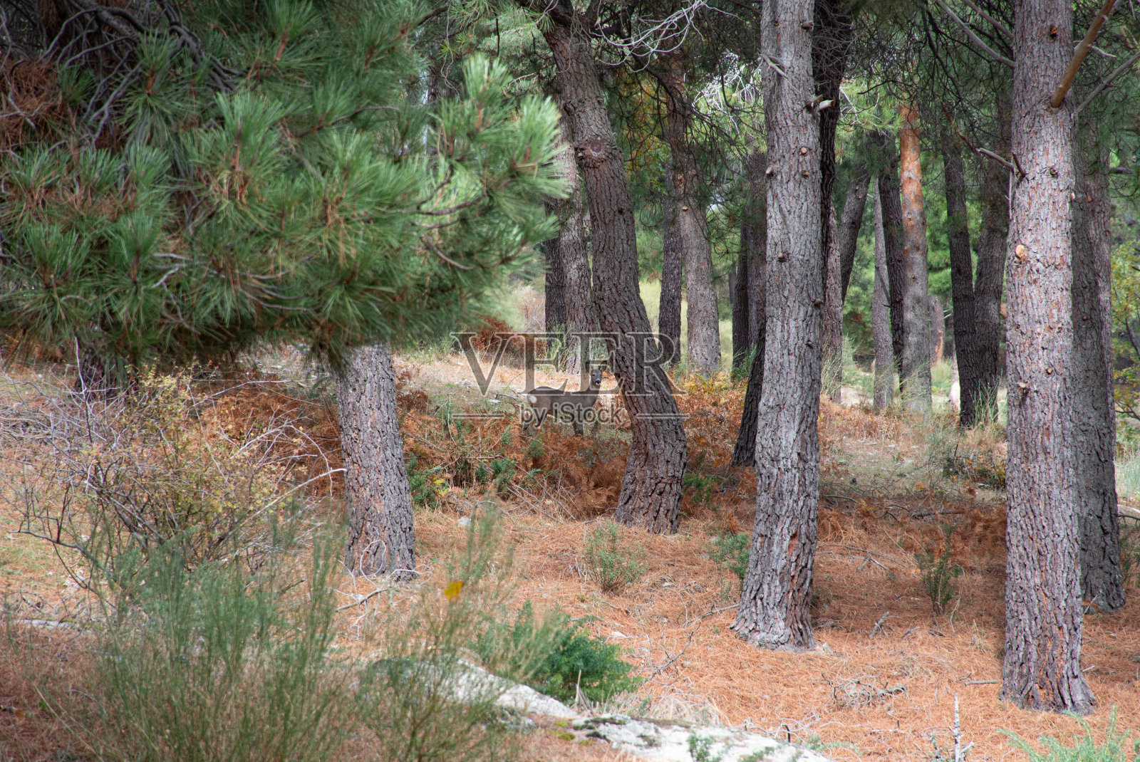 瓜达拉玛山脉的野马照片摄影图片