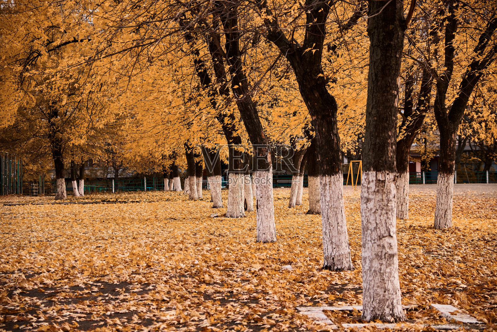 金秋的阴天。树变黄了。叶子掉了。照片摄影图片