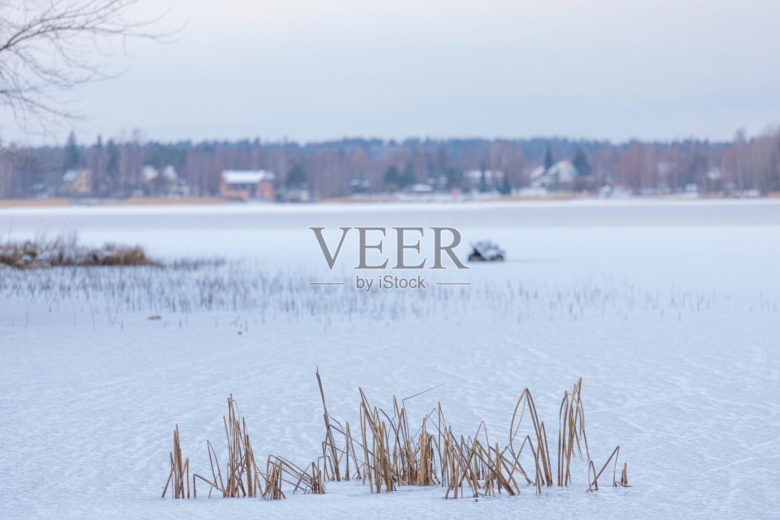 白天结冰的湖面上有芦苇照片摄影图片