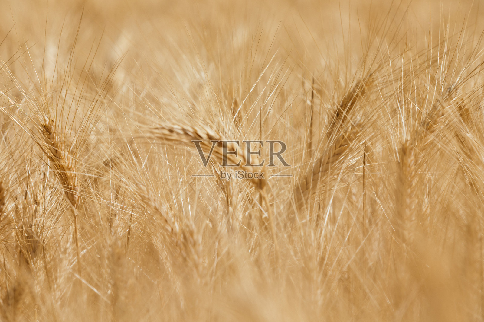 西西里岛的麦田照片摄影图片