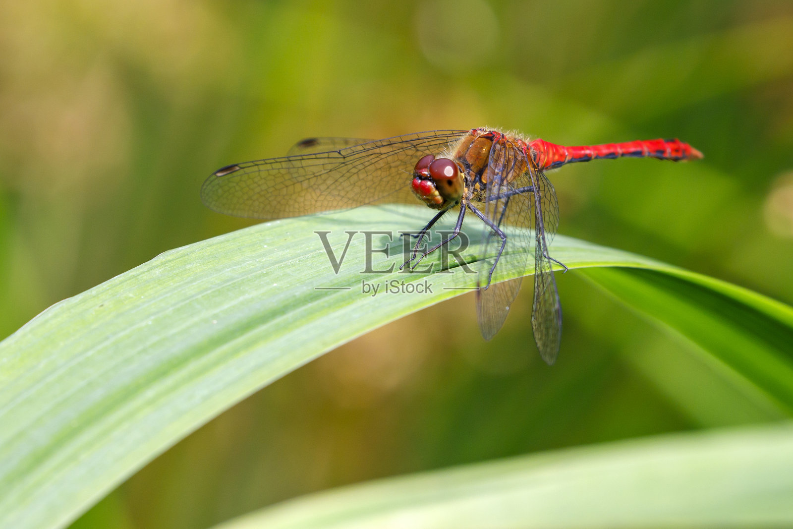 红飞镖蜻蜓，特写照片摄影图片