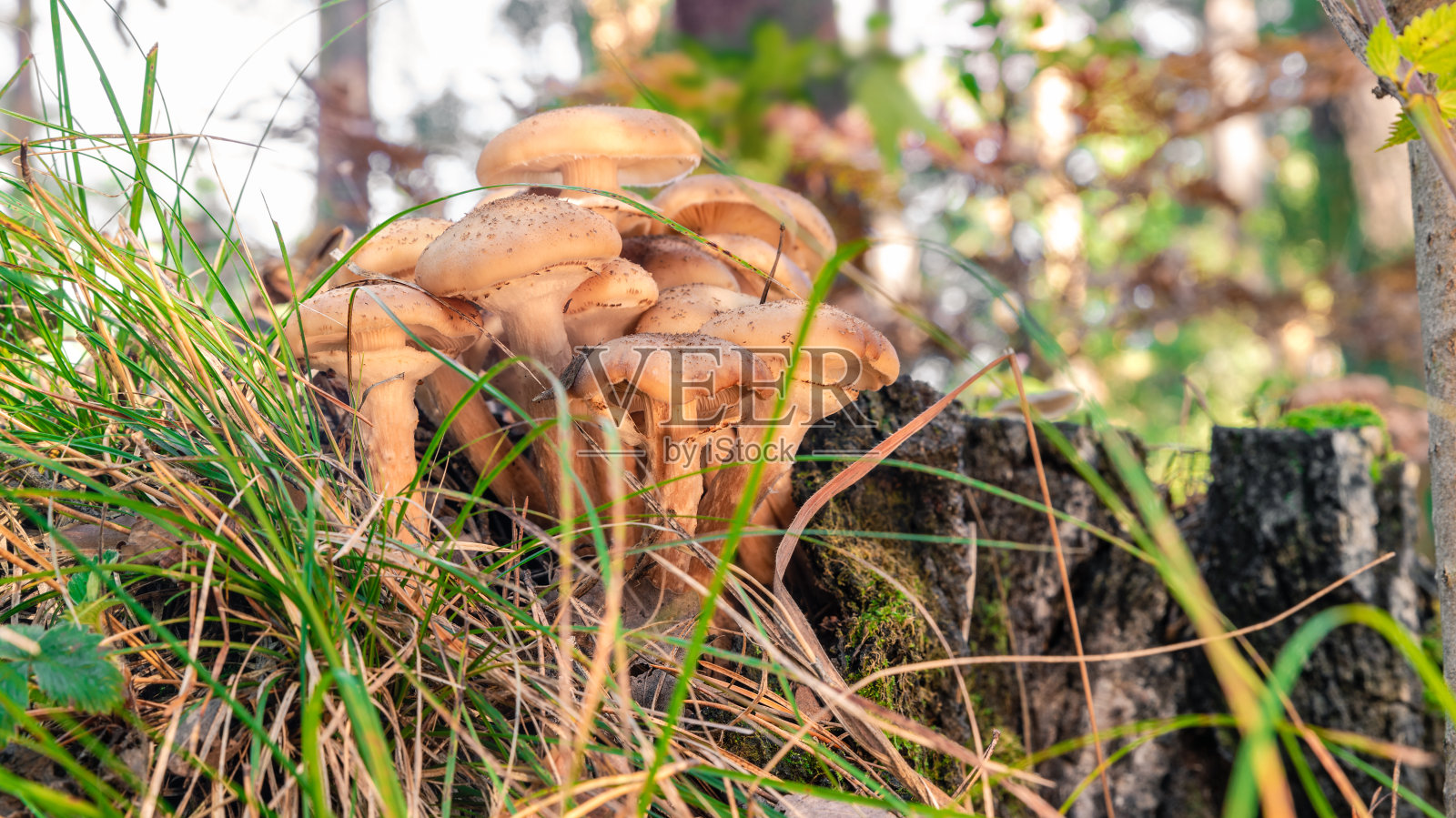 食用森林蘑菇蜂蜜蘑菇。照片摄影图片
