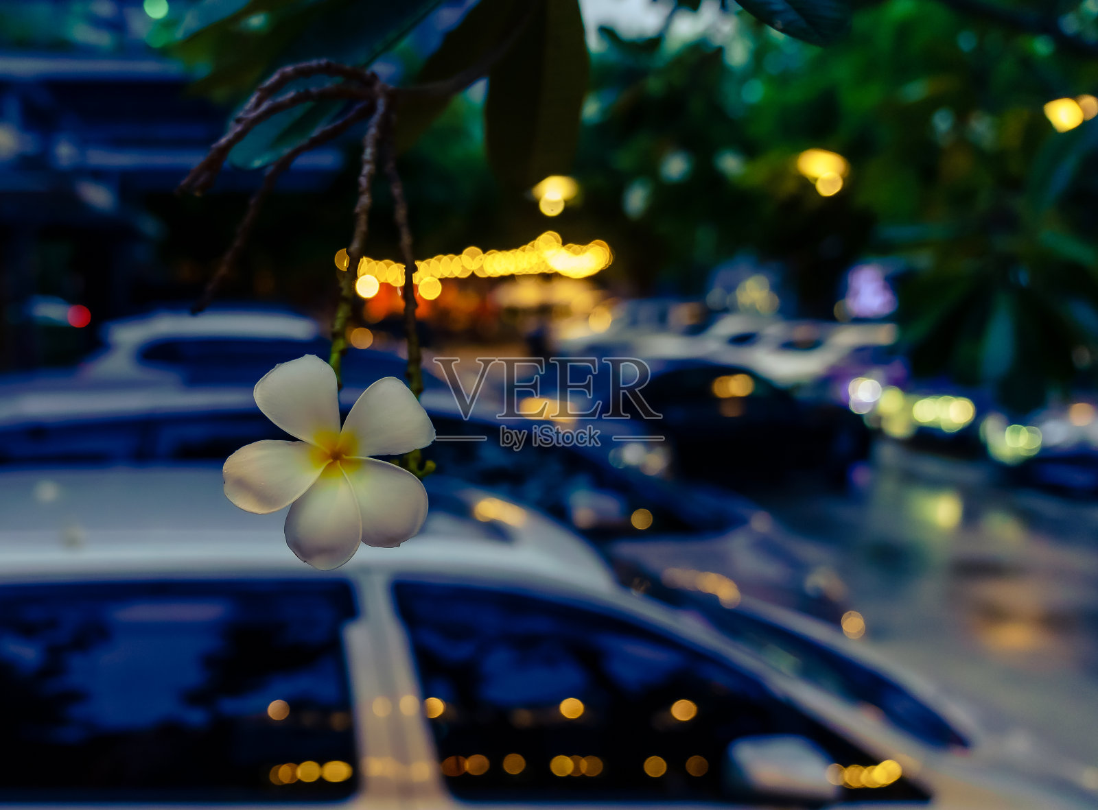 孤独的鸡蛋花(Plumeria)照片摄影图片